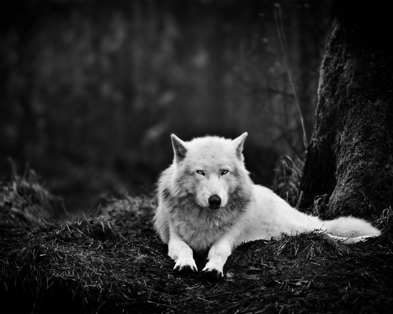 wolfs, art photo, animals, gray