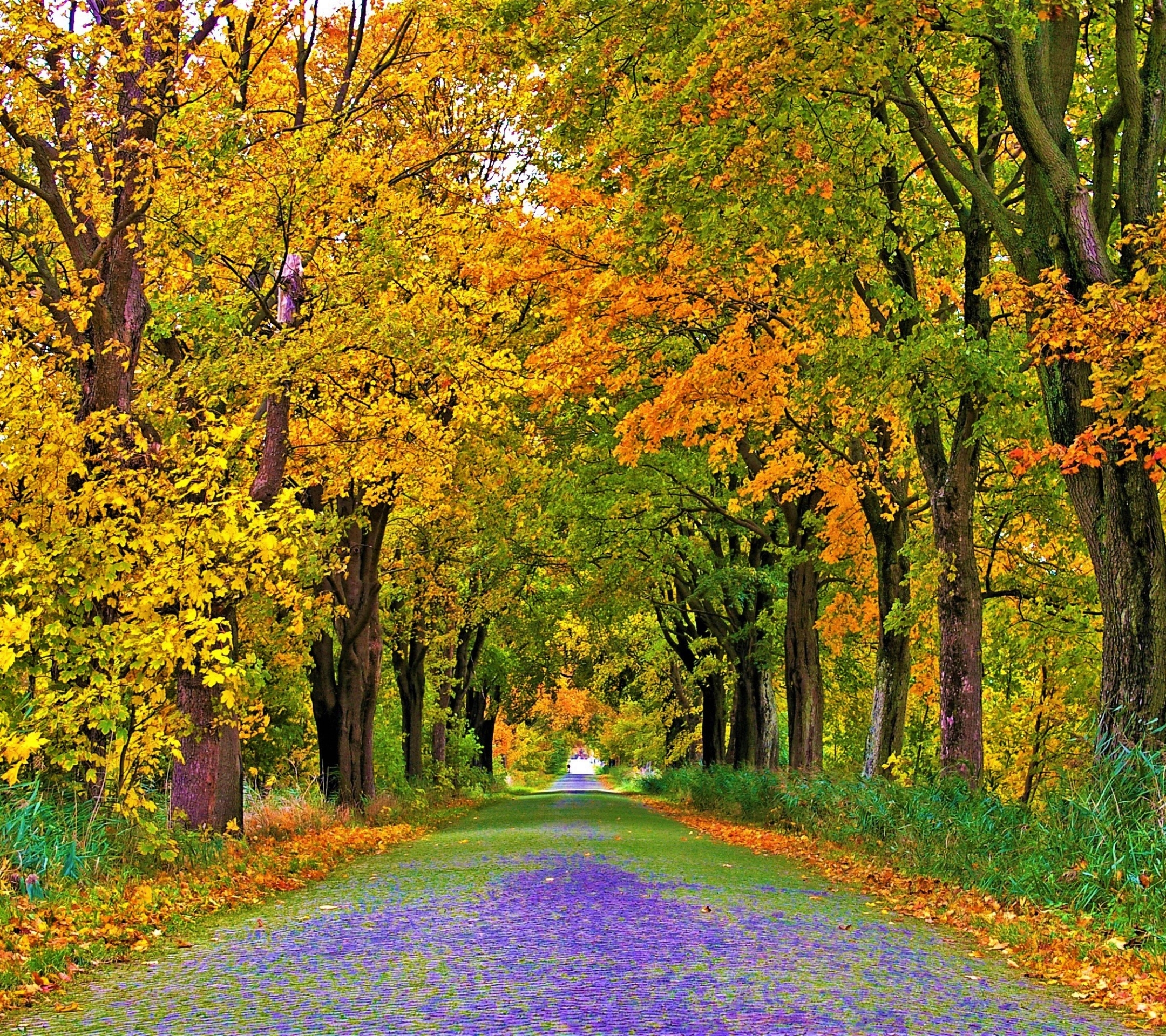 Free download wallpaper Road, Tree, Fall, Man Made on your PC desktop