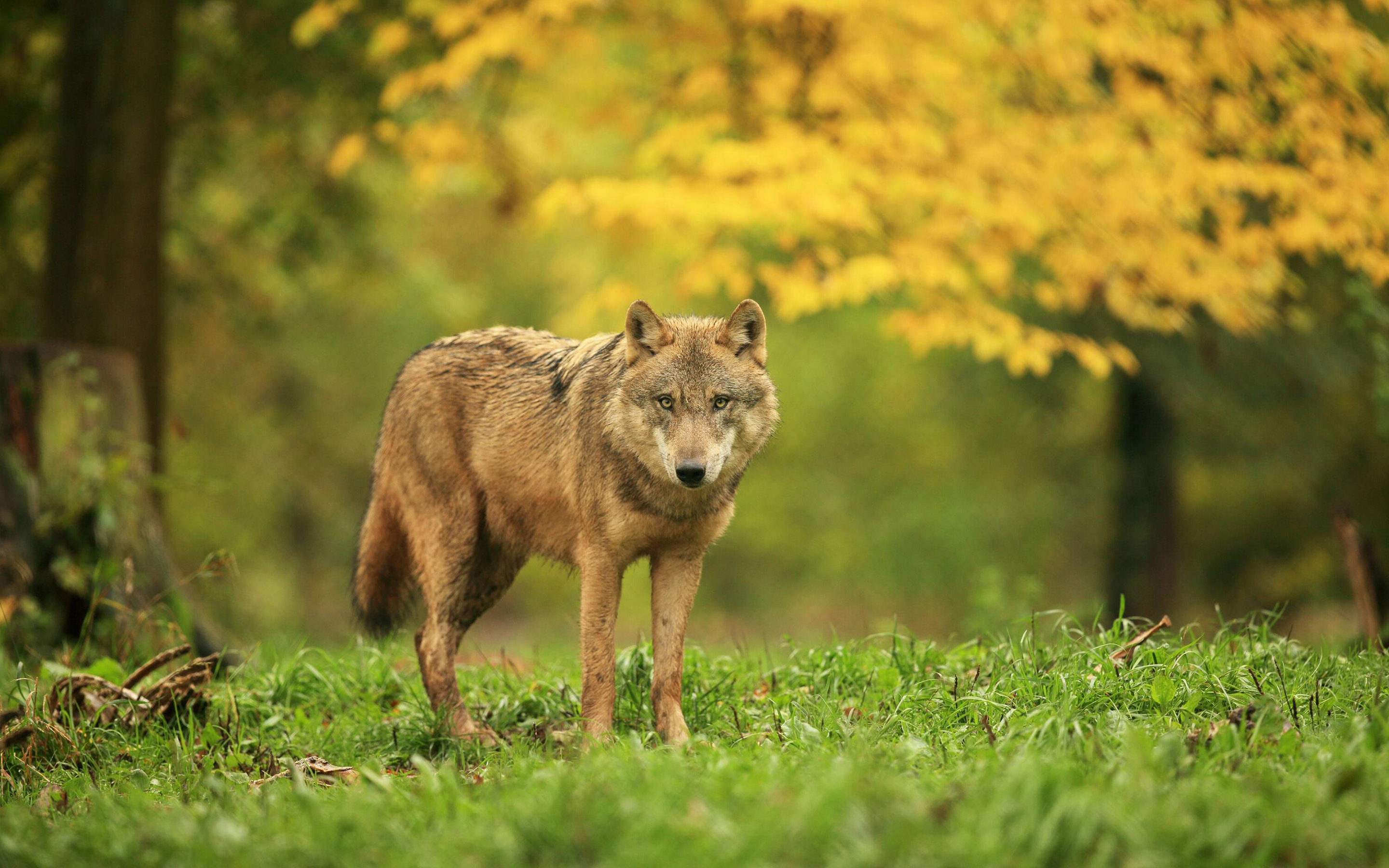 Download mobile wallpaper Blur, Wolf, Animal, Wolves for free.