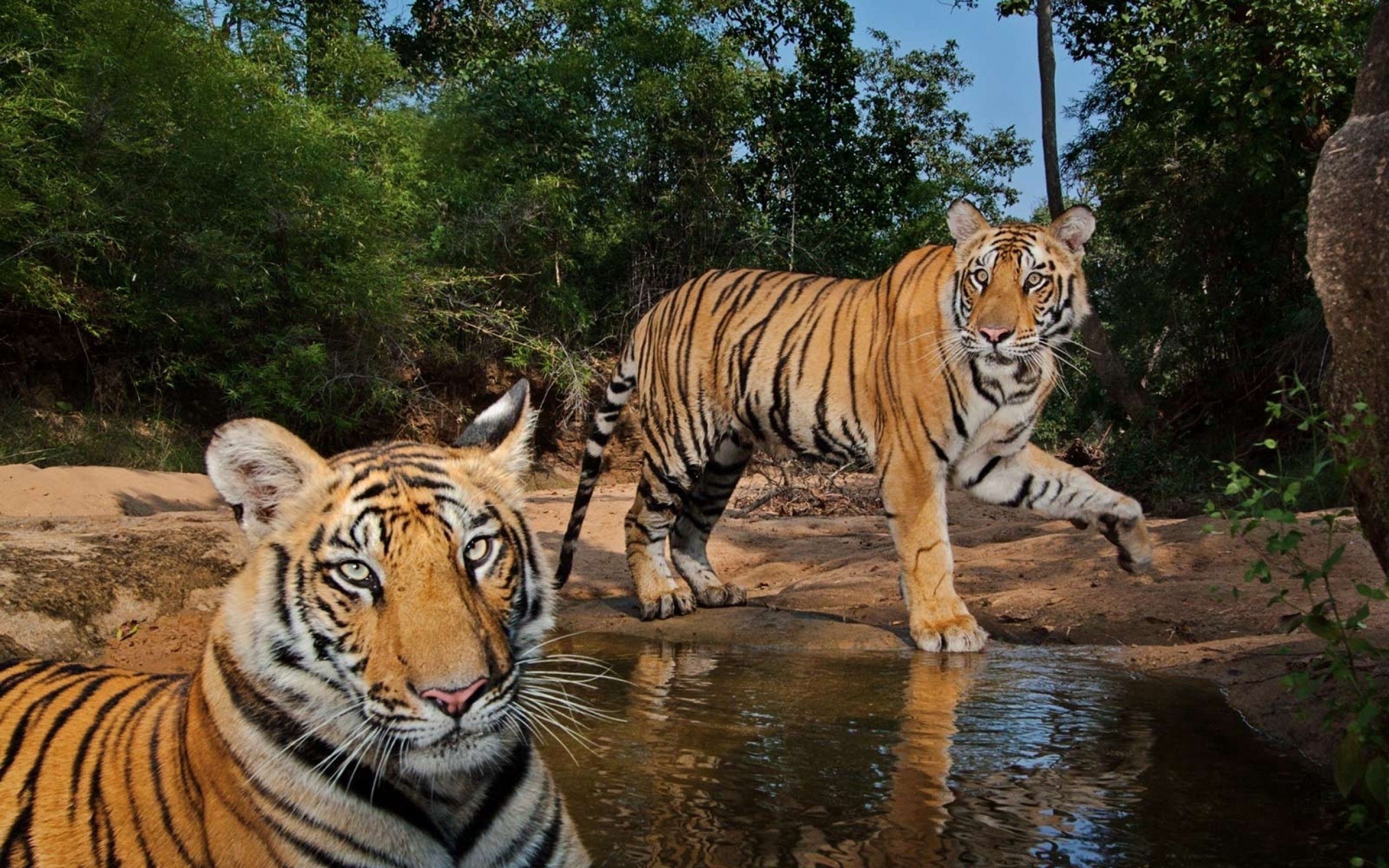 Free download wallpaper Animals, Water, Pair, Predators, Couple, Tigers on your PC desktop