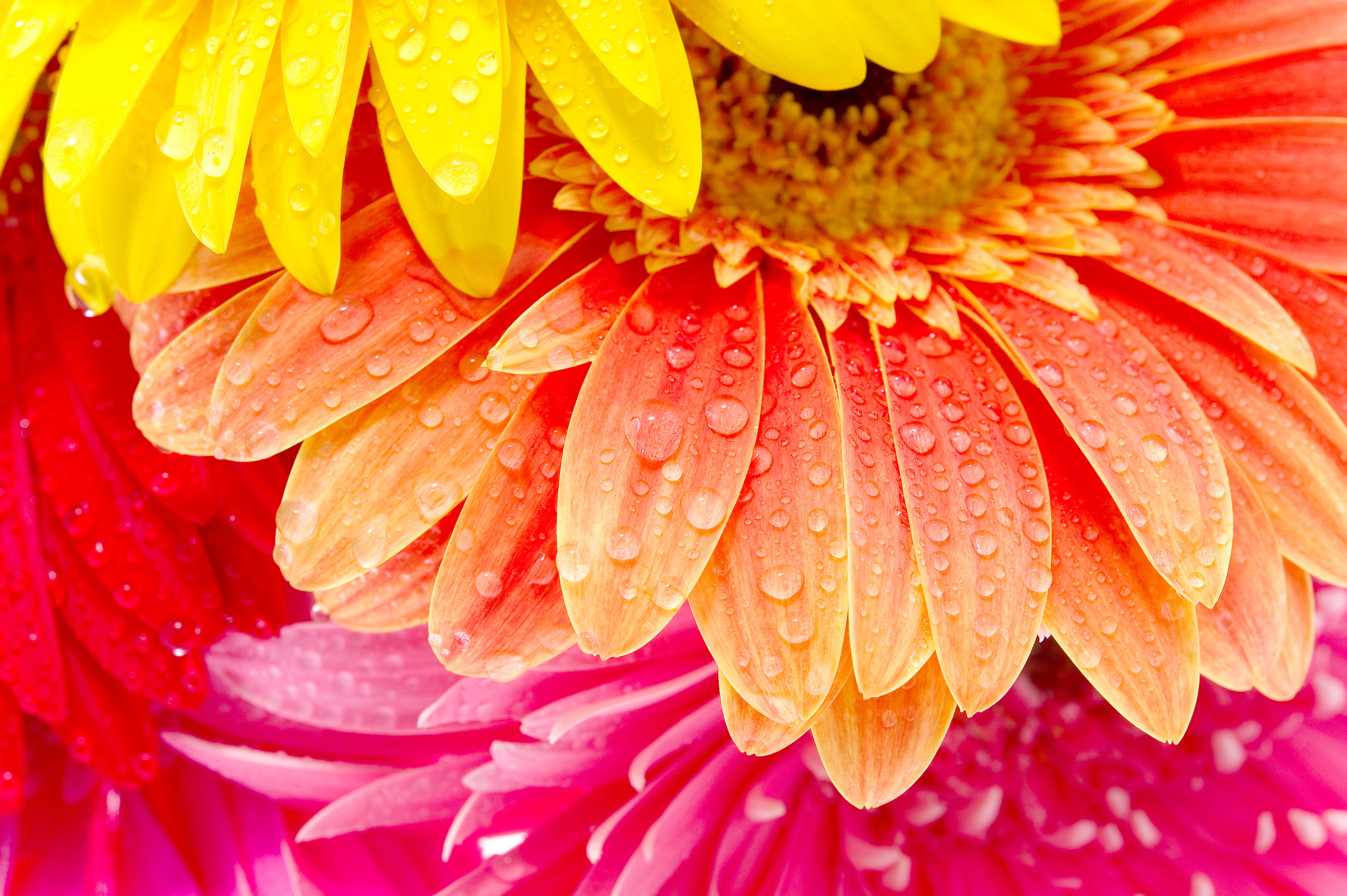Descarga gratis la imagen Naturaleza, Flores, Gerberas, Flor, De Cerca, Tierra/naturaleza, Gota De Agua, Flor Naranja en el escritorio de tu PC
