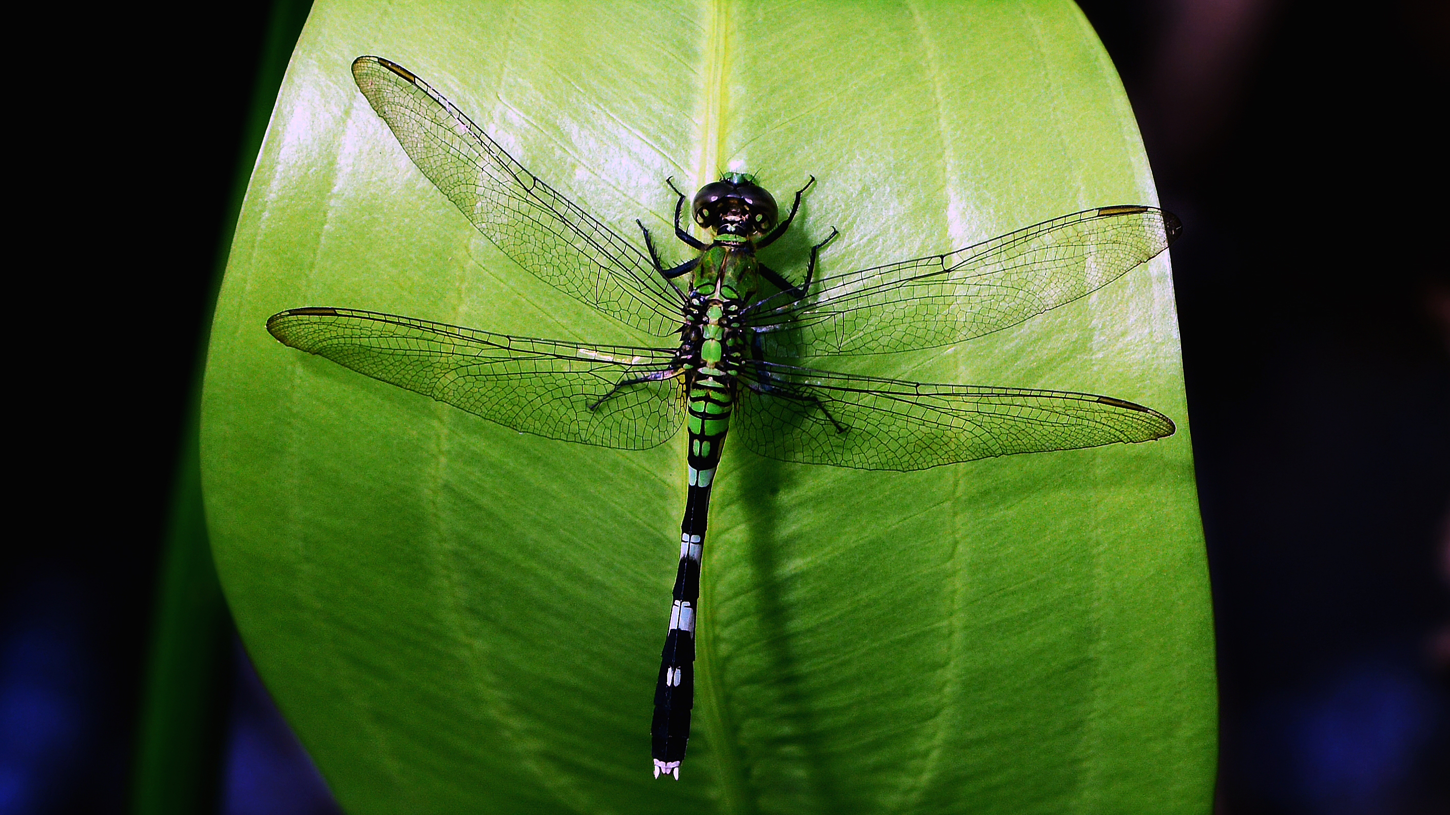 Download mobile wallpaper Insects, Leaf, Insect, Animal, Dragonfly for free.