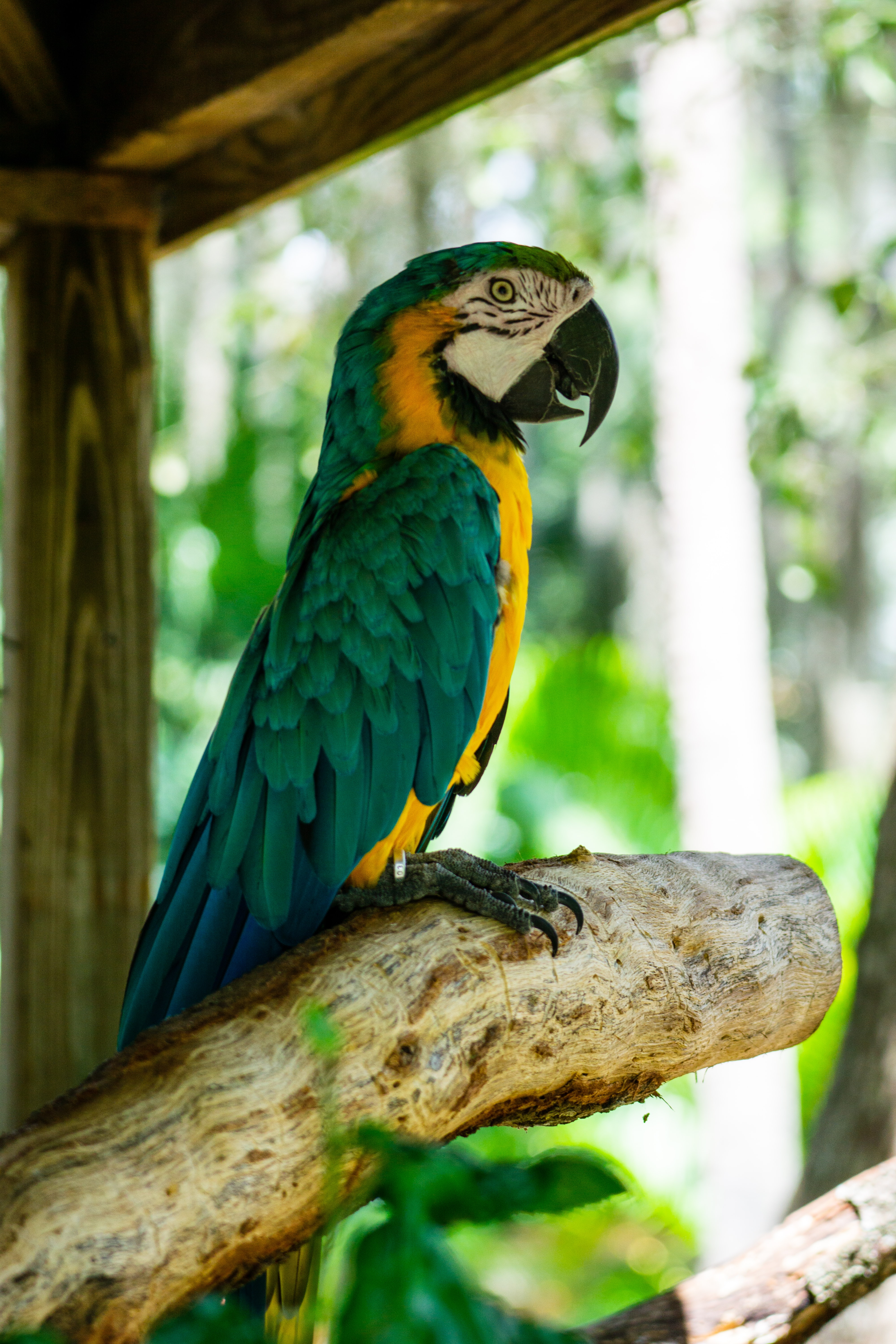 Download mobile wallpaper Profile, Wood, Tree, Bird, Macaw, Parrots, Animals for free.