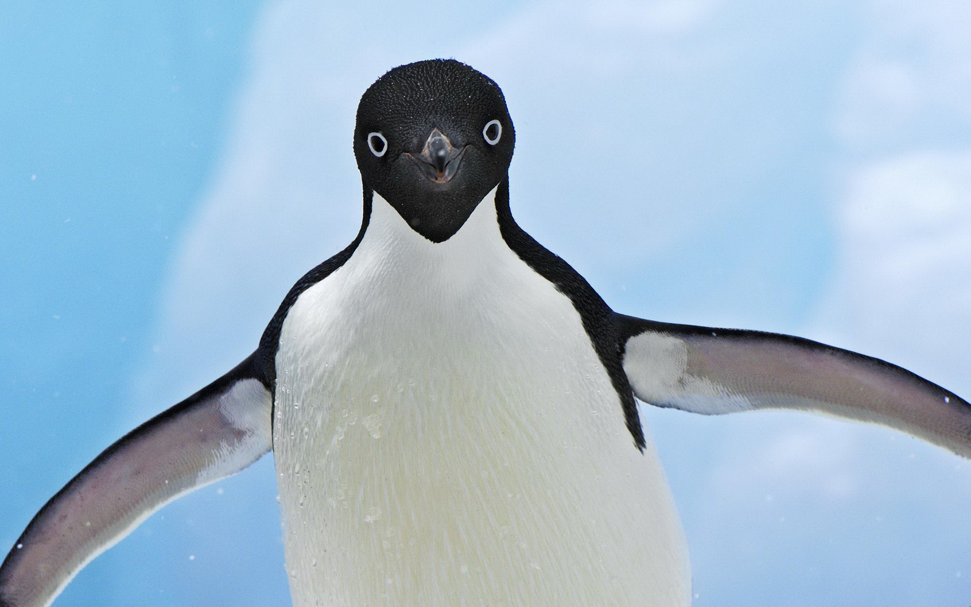 PCデスクトップに動物, 鳥, ペンギン画像を無料でダウンロード