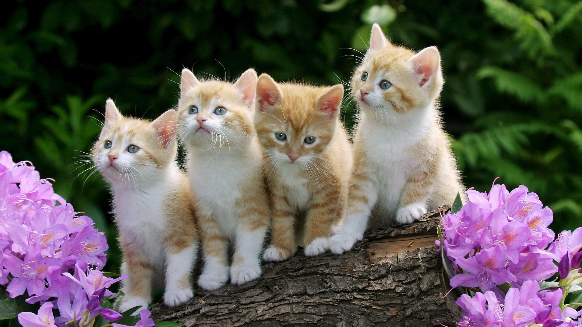 46503 descargar imagen gatos, animales: fondos de pantalla y protectores de pantalla gratis