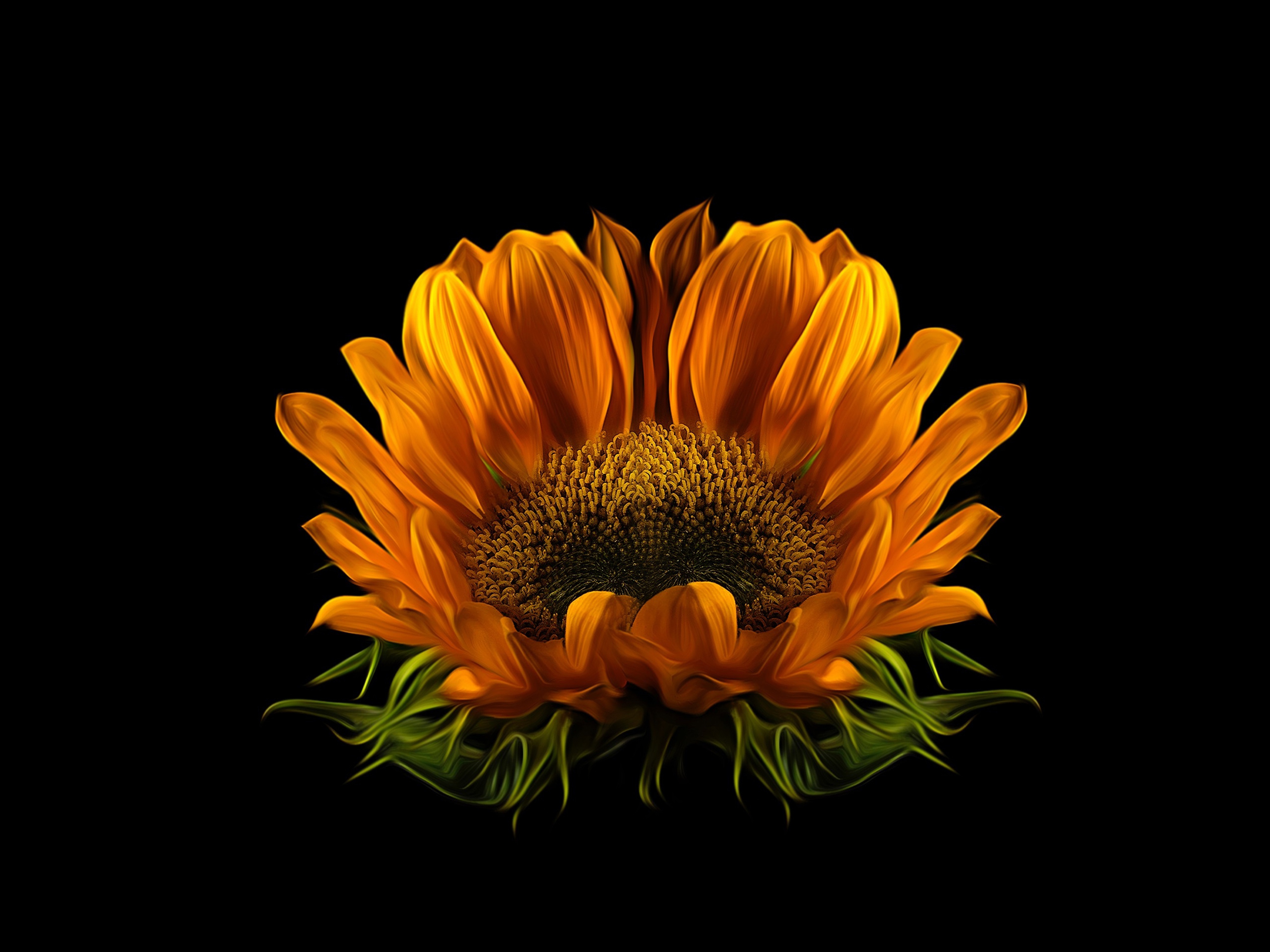 Download mobile wallpaper Flowers, Macro, Earth, Sunflower, Petal for free.