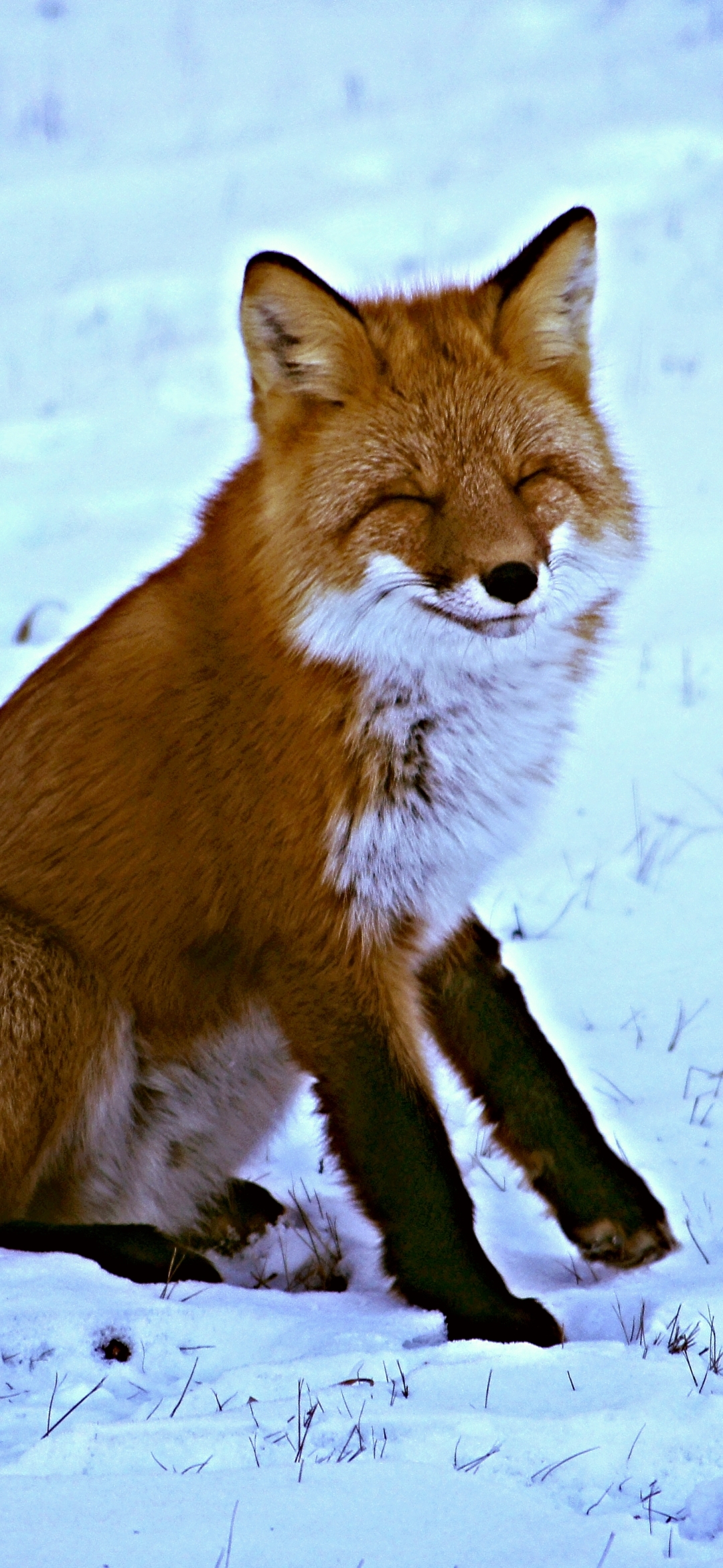 Download mobile wallpaper Winter, Snow, Fox, Smile, Animal for free.