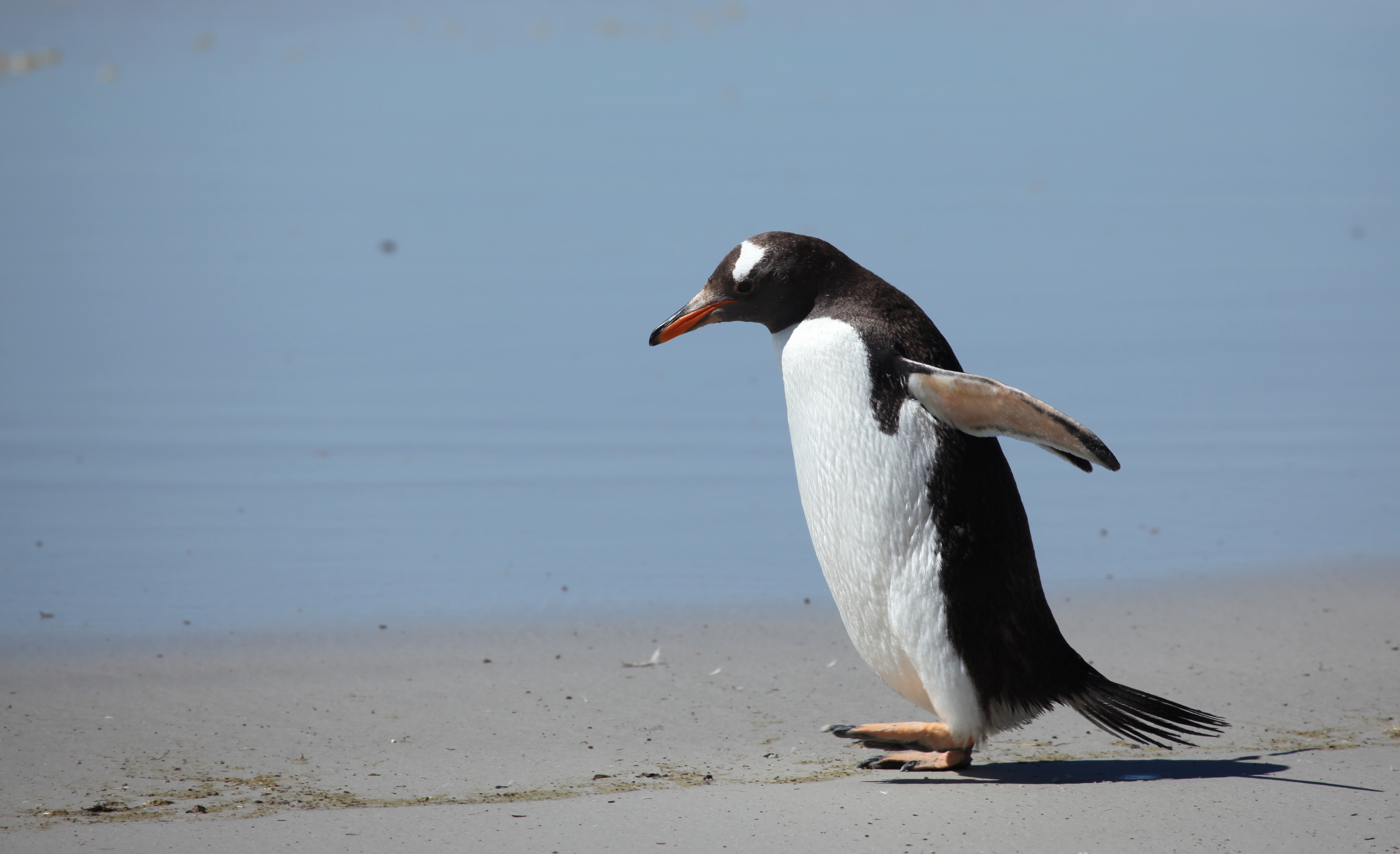 無料モバイル壁紙ペンギン, 鳥, 動物をダウンロードします。