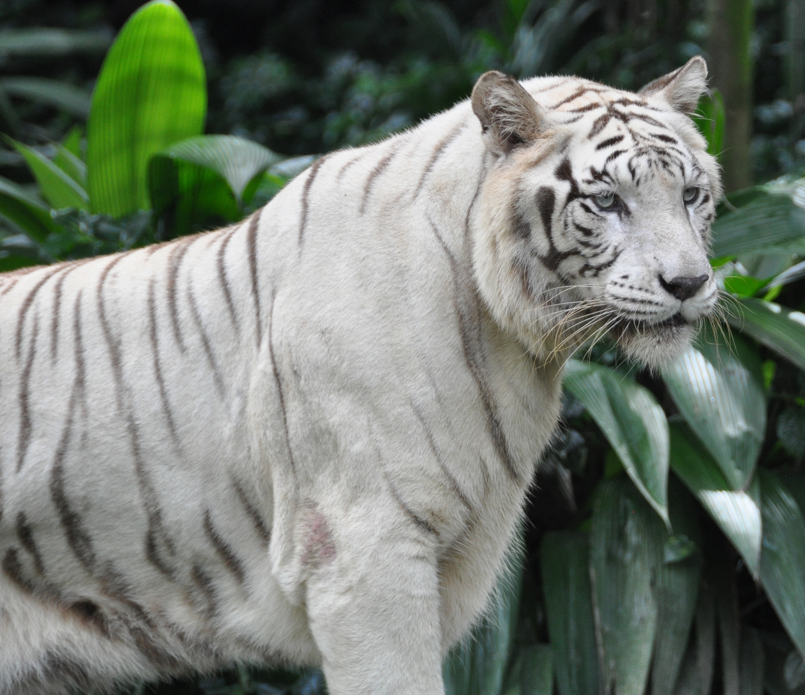 155106 Hintergrundbild herunterladen tiger, tiere, raubtier, predator, große katze, big cat, sicht, meinung, bengalischer tiger, bengaltiger - Bildschirmschoner und Bilder kostenlos