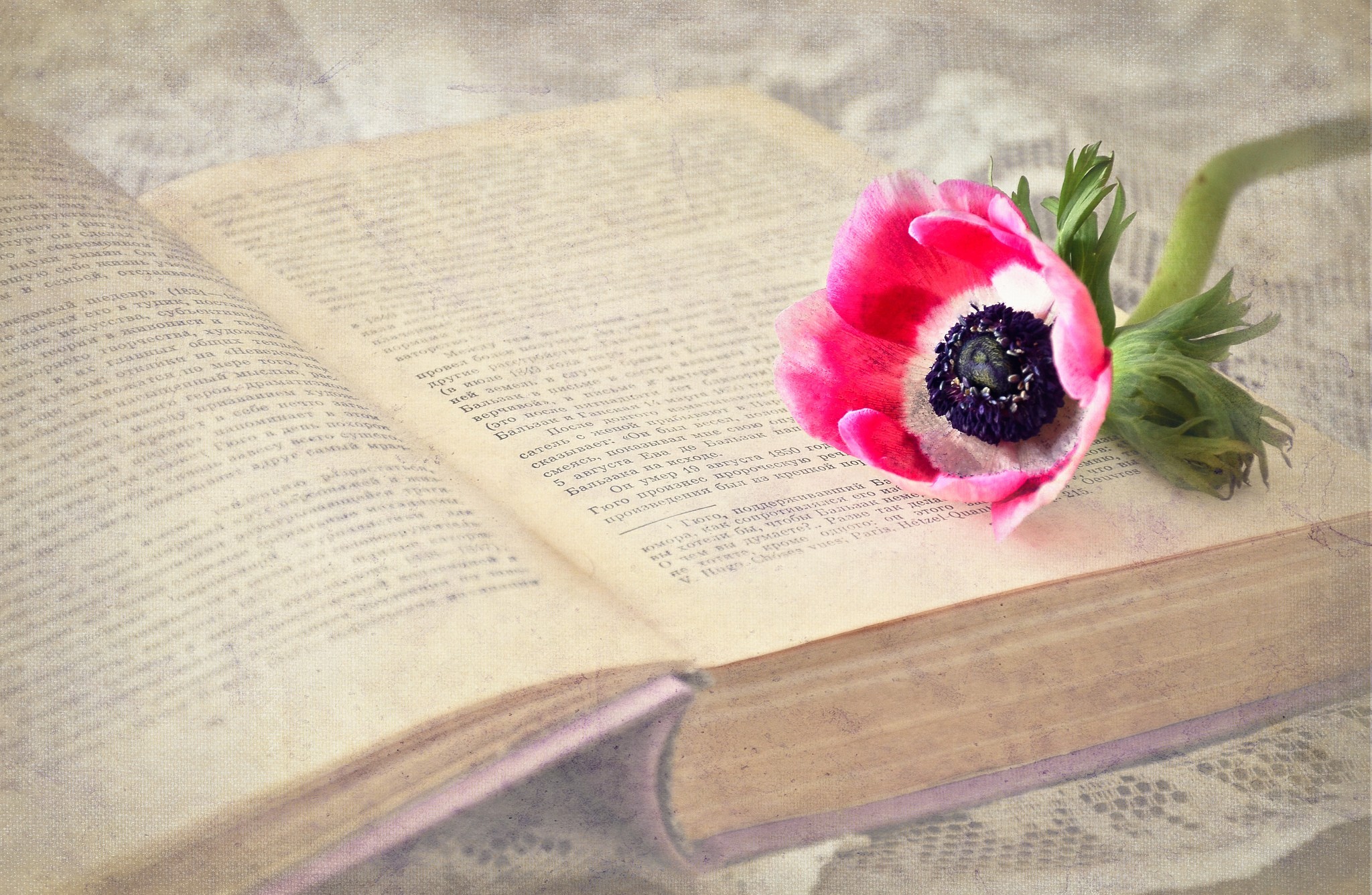 Download mobile wallpaper Flower, Dream, Book, Poppy, Man Made, Andre Morois, Victor Hugo for free.