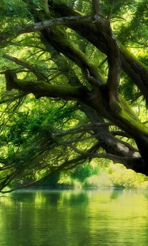 Скачать картинку Вода, Деревья, Лес, Дерево, Земля, Зеленый, Земля/природа в телефон бесплатно.