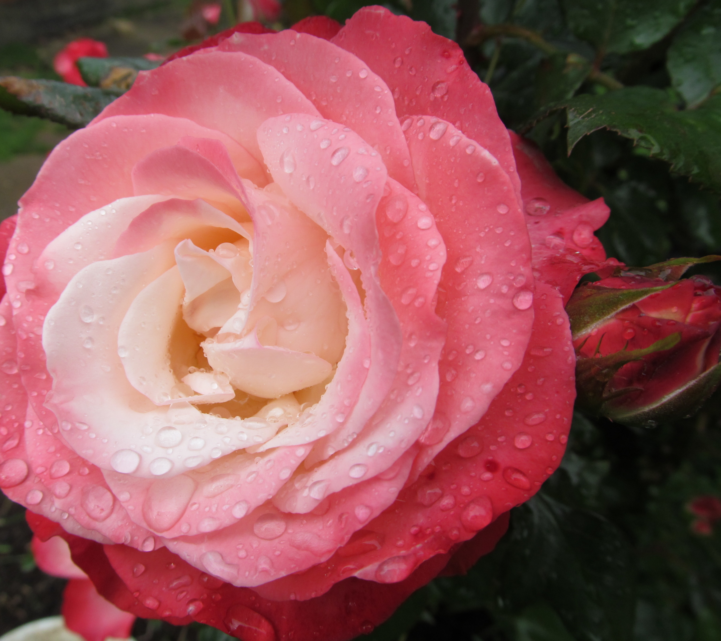 Téléchargez gratuitement l'image Fleurs, Rose, Terre/nature sur le bureau de votre PC