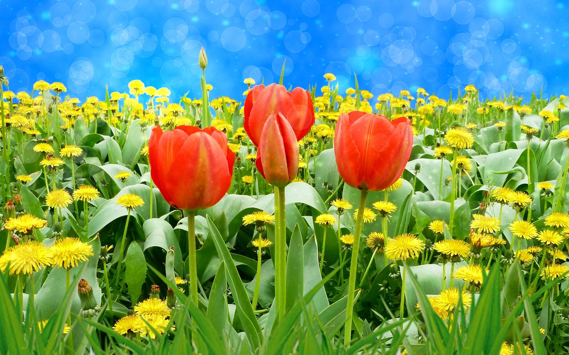 Скачать обои бесплатно Цветок, Поле, Весна, Тюльпан, Одуванчик, Желтый Цветок, Земля/природа, Оранжевый Цветок, Флауэрсы картинка на рабочий стол ПК