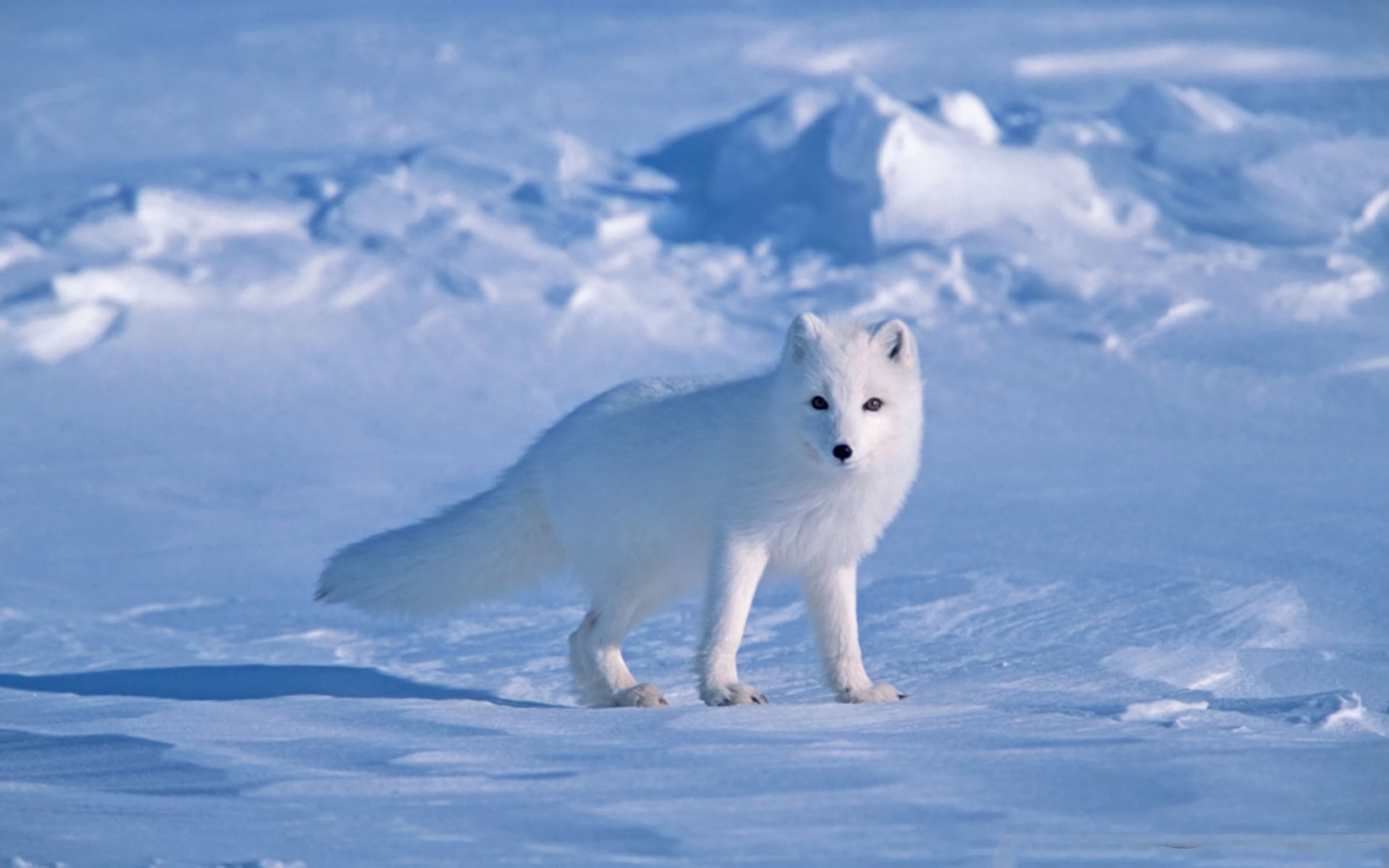 Baixar papel de parede para celular de Animais, Inverno, Cães, Neve, Raposa Do Ártico gratuito.