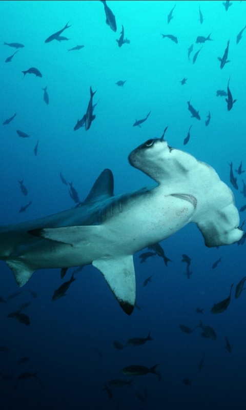 1087382 baixar papel de parede animais, tubarão martelo - protetores de tela e imagens gratuitamente