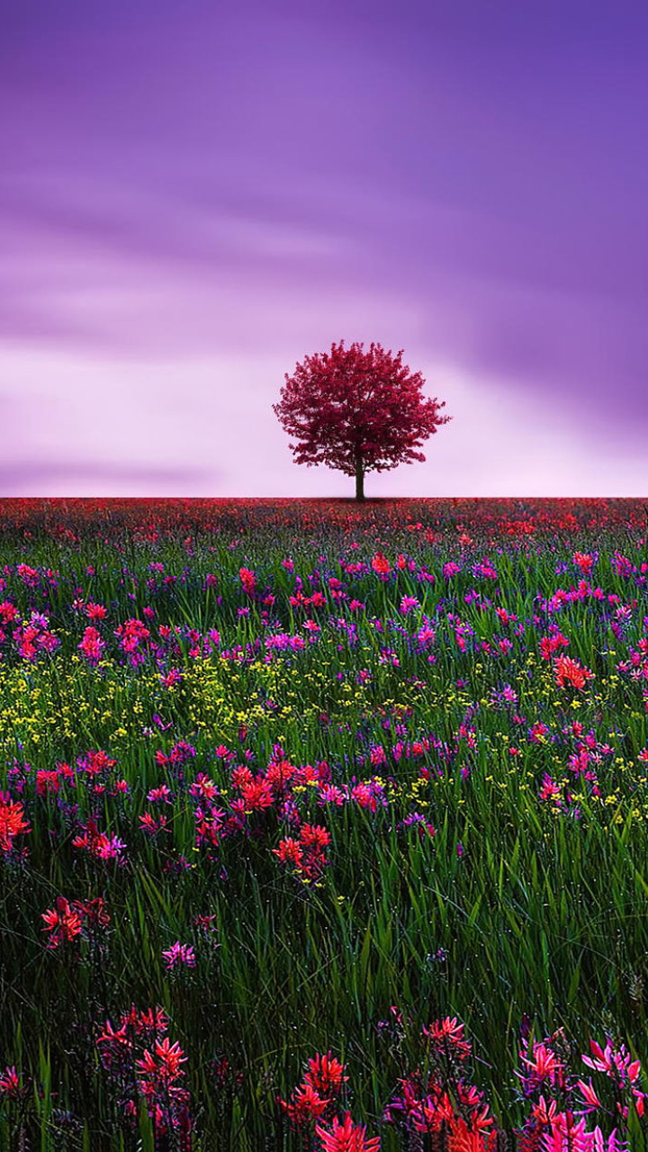 Download mobile wallpaper Trees, Pink, Flower, Tree, Earth, Field, Lonely Tree for free.