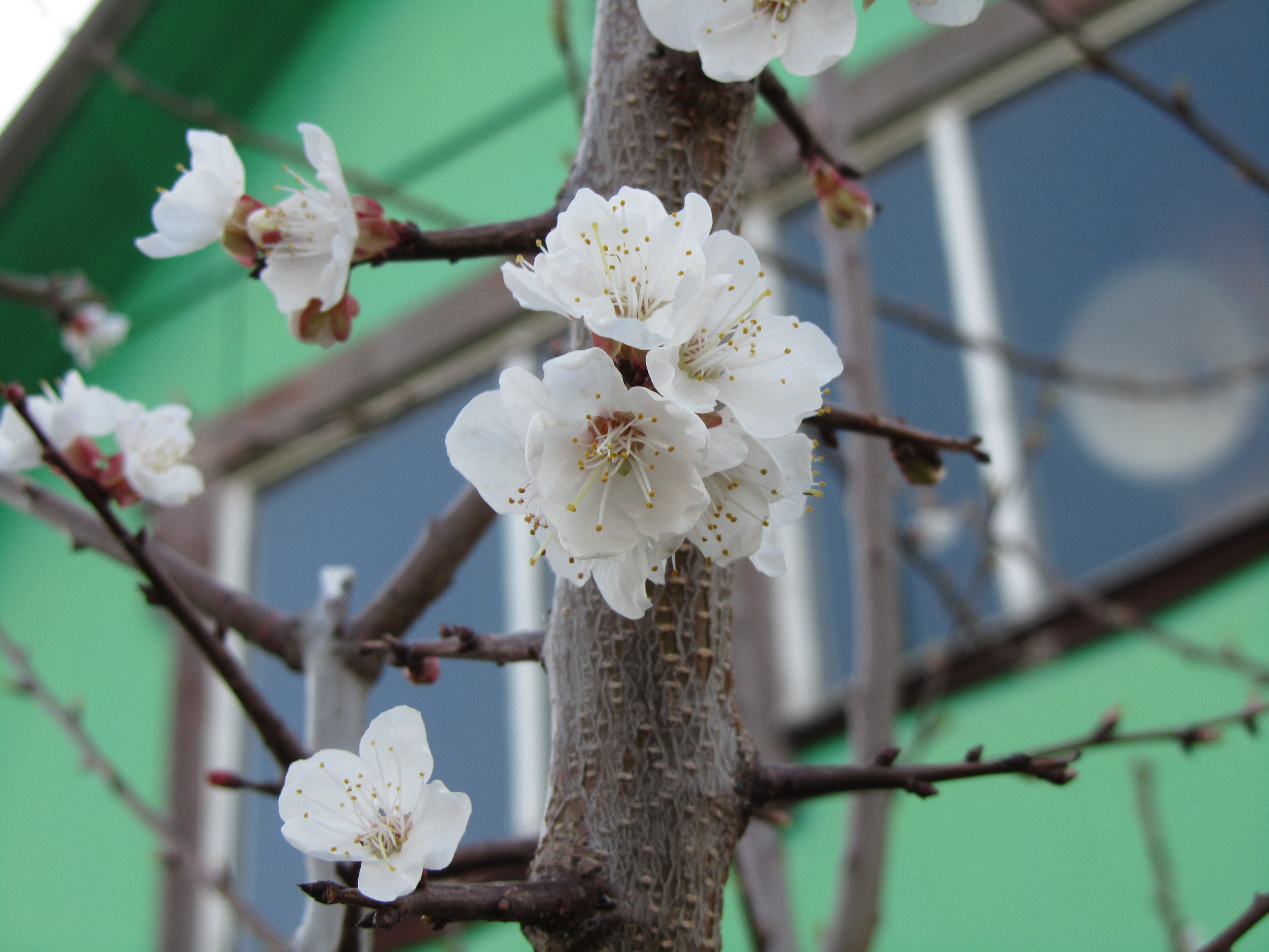 Baixar papel de parede para celular de Floração, Terra/natureza gratuito.