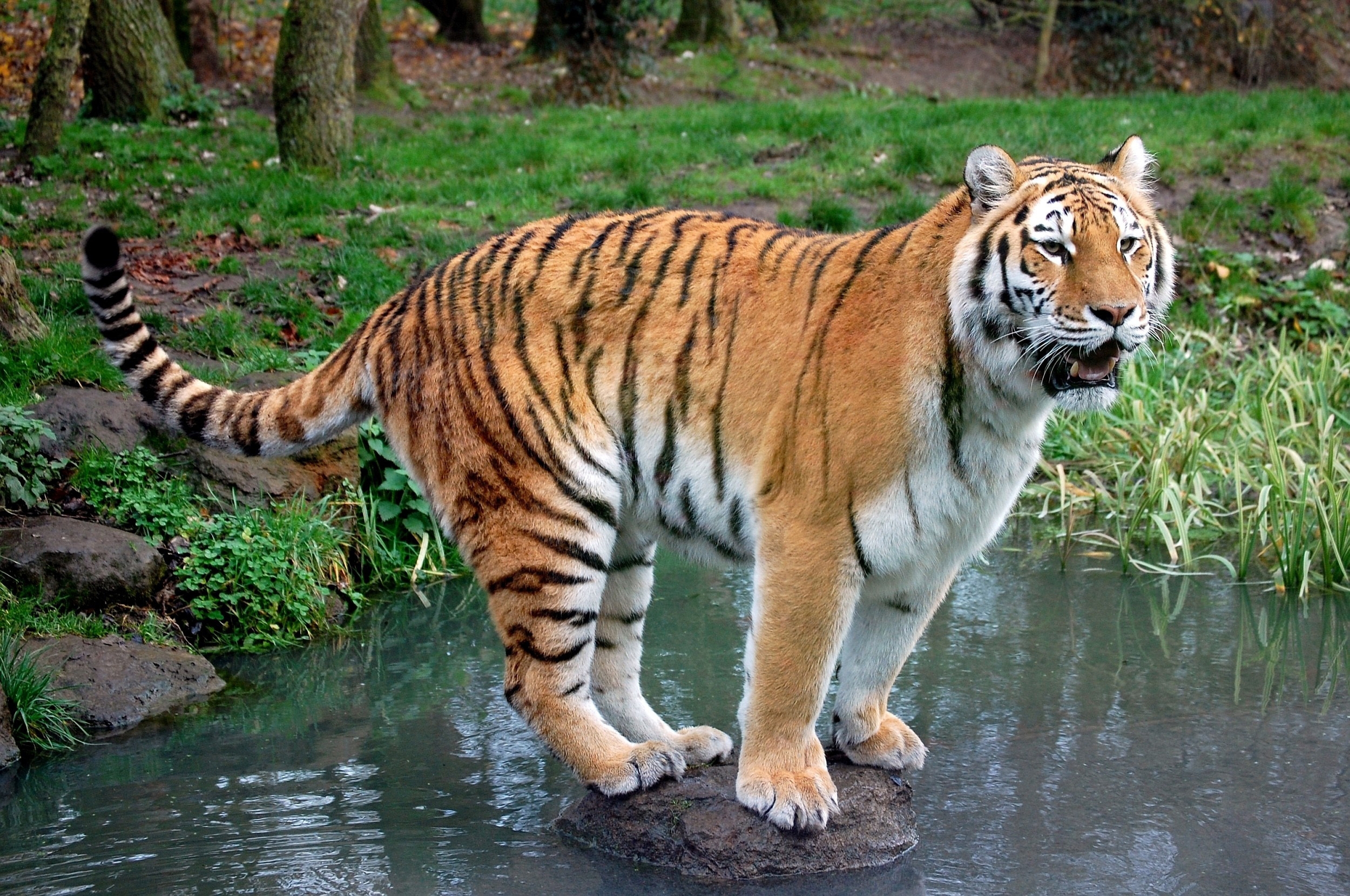 Free download wallpaper Animals, Water, Rivers, Grass, Rock, Forest, Predator, Stone, Tiger on your PC desktop