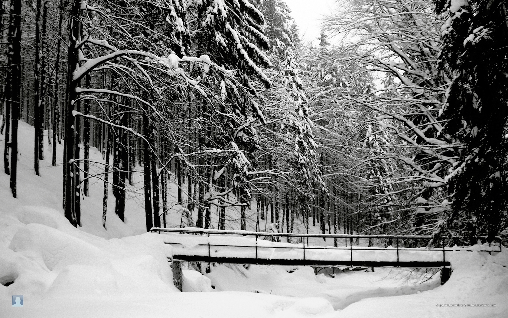 snow, landscape, winter, trees, gray Desktop Wallpaper