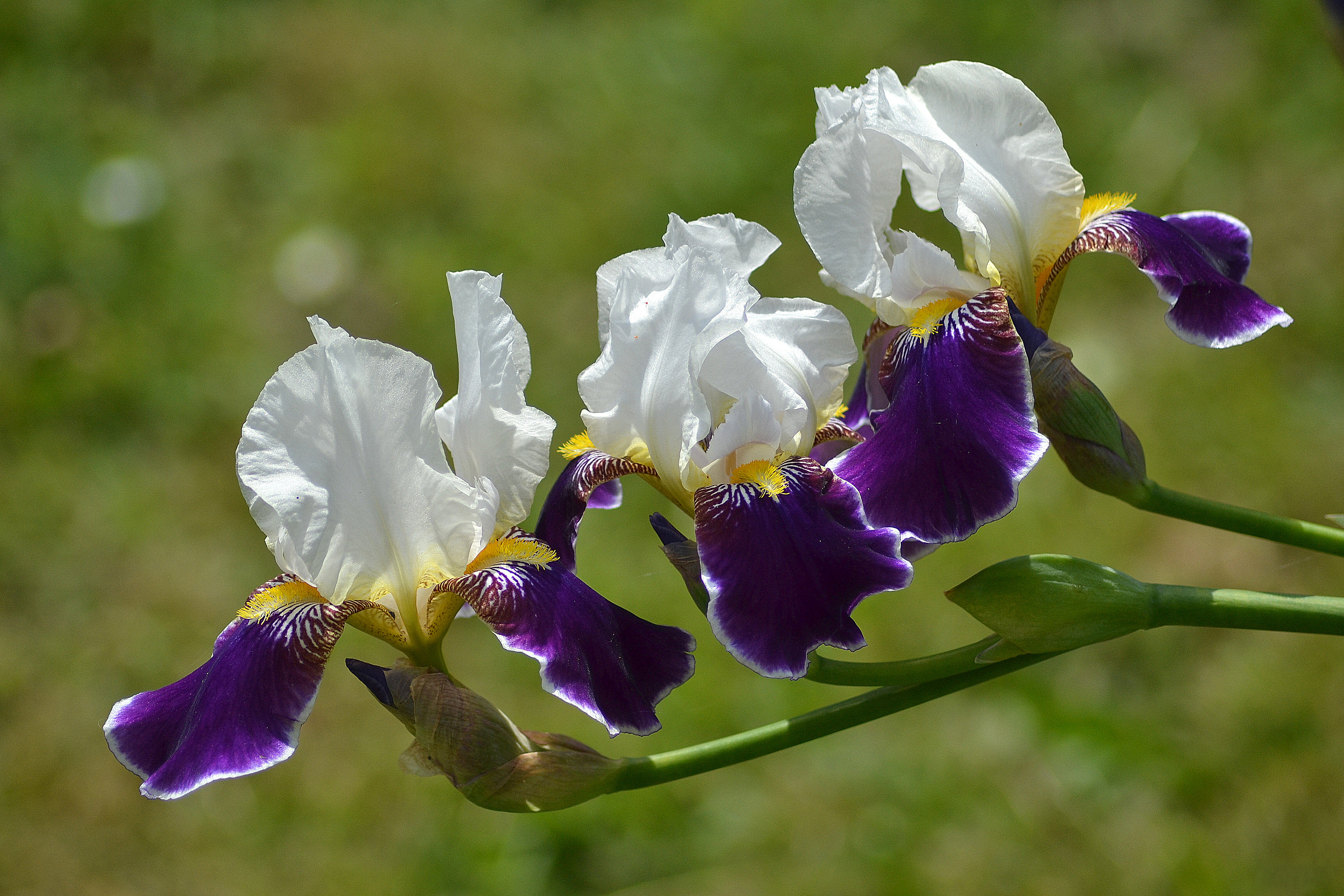 Téléchargez gratuitement l'image Fleurs, Iris, Fleur, Se Brouiller, Fleur Blanche, Fleur Mauve, La Nature, Terre/nature sur le bureau de votre PC