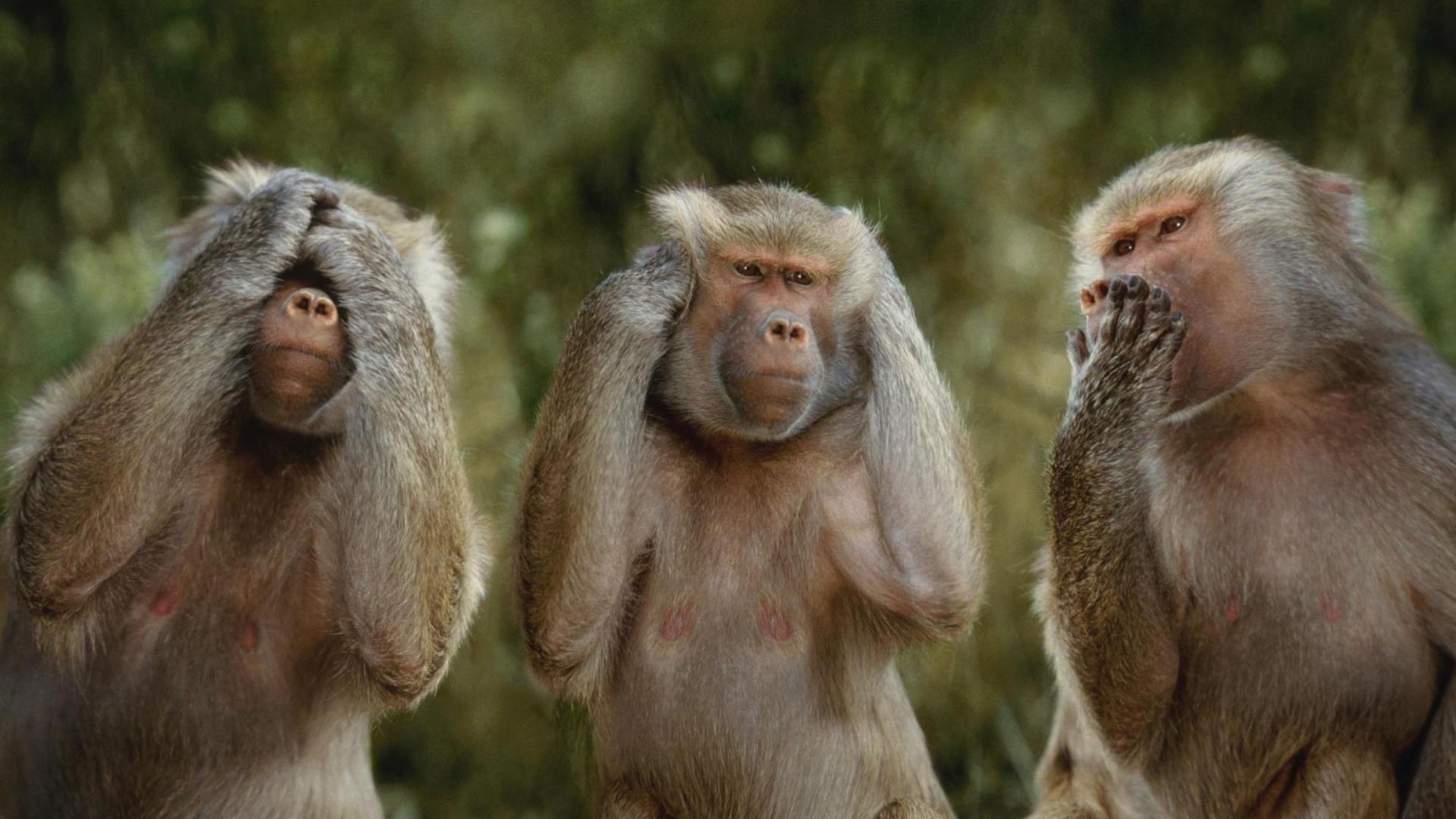 Скачати мобільні шпалери Мавпи, Мавпа, Тварина безкоштовно.
