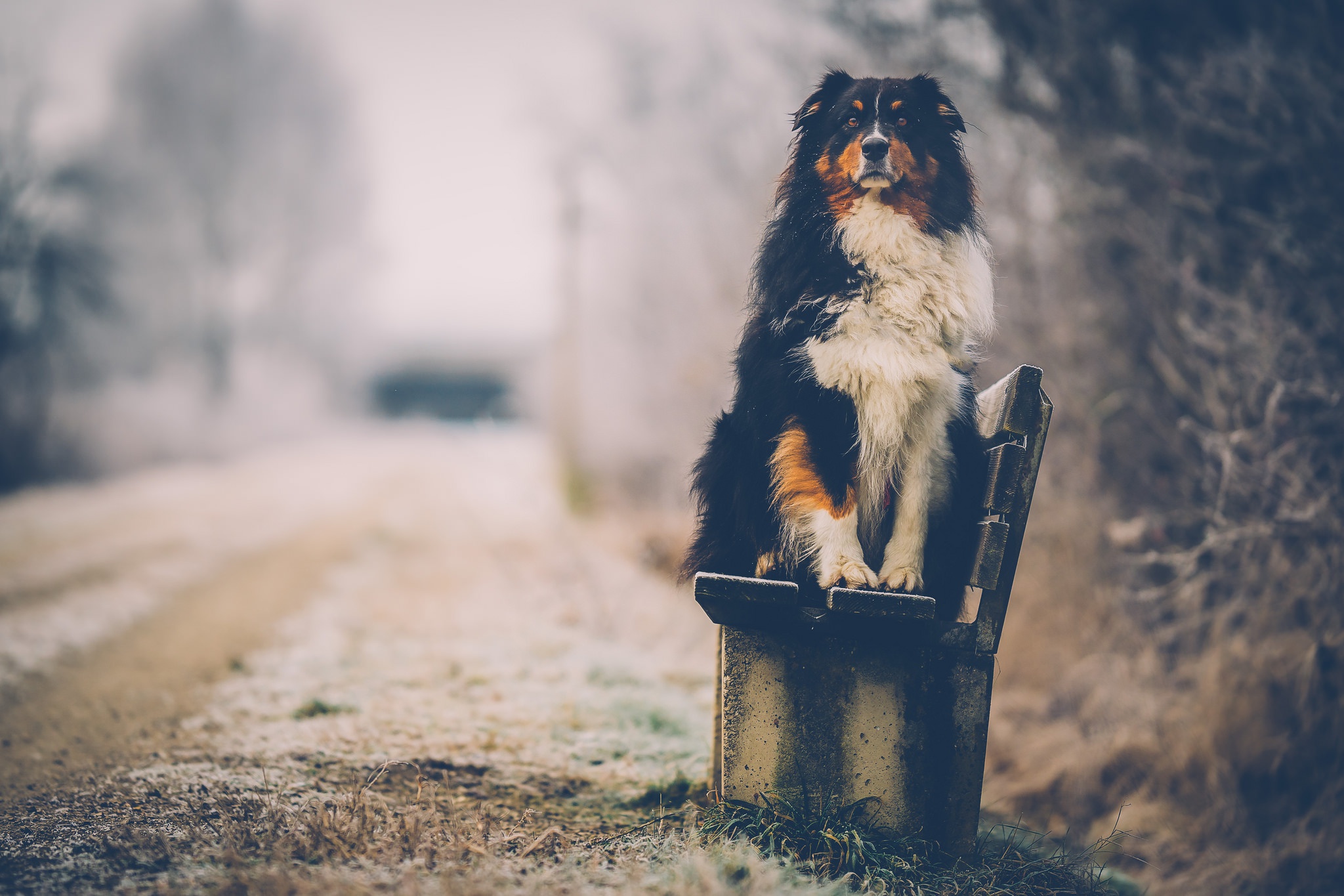 Laden Sie das Tiere, Hunde, Bank, Hund, Tiefenschärfe-Bild kostenlos auf Ihren PC-Desktop herunter