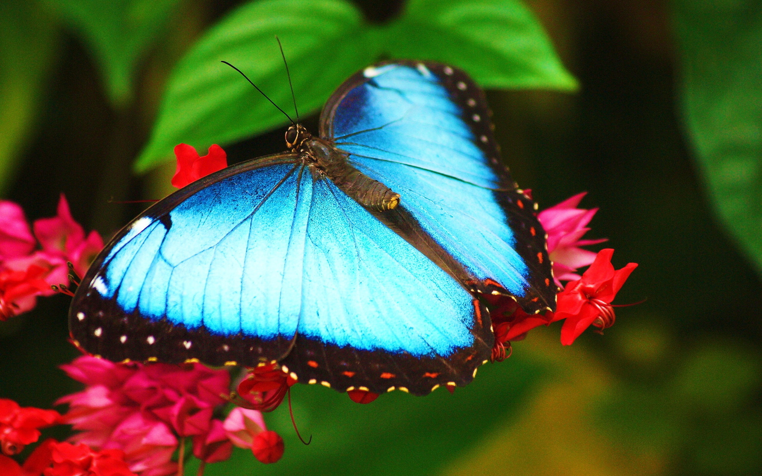 Download mobile wallpaper Butterfly, Animal for free.