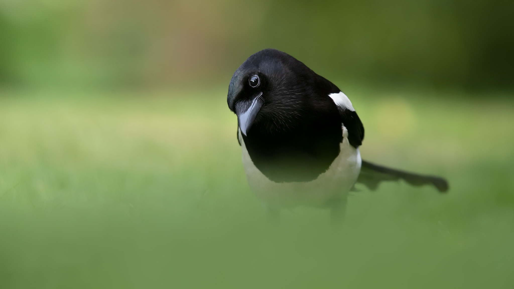 Free download wallpaper Birds, Bird, Blur, Animal, Magpie on your PC desktop