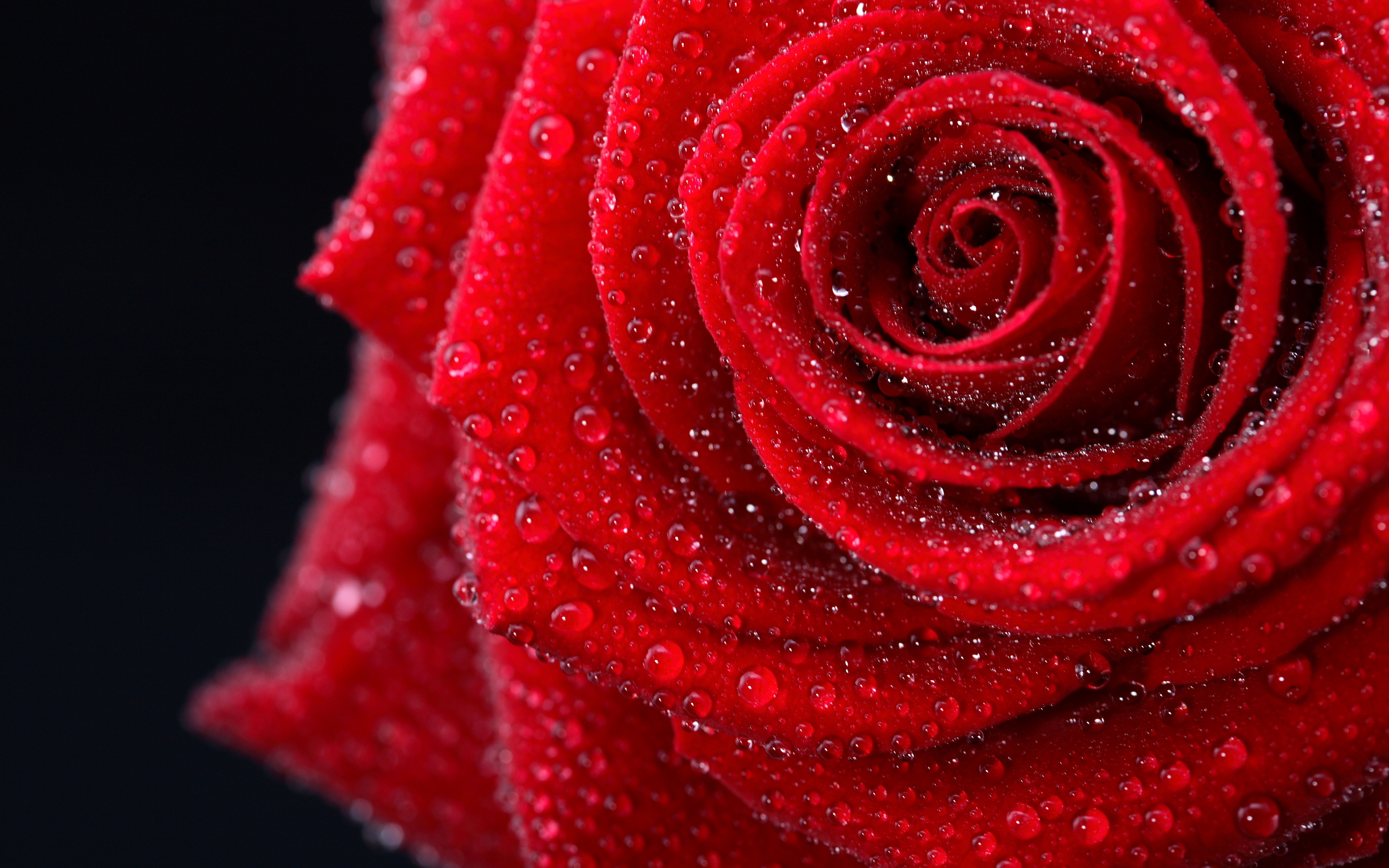 Download mobile wallpaper Water Drop, Red Rose, Flowers, Rose, Earth for free.