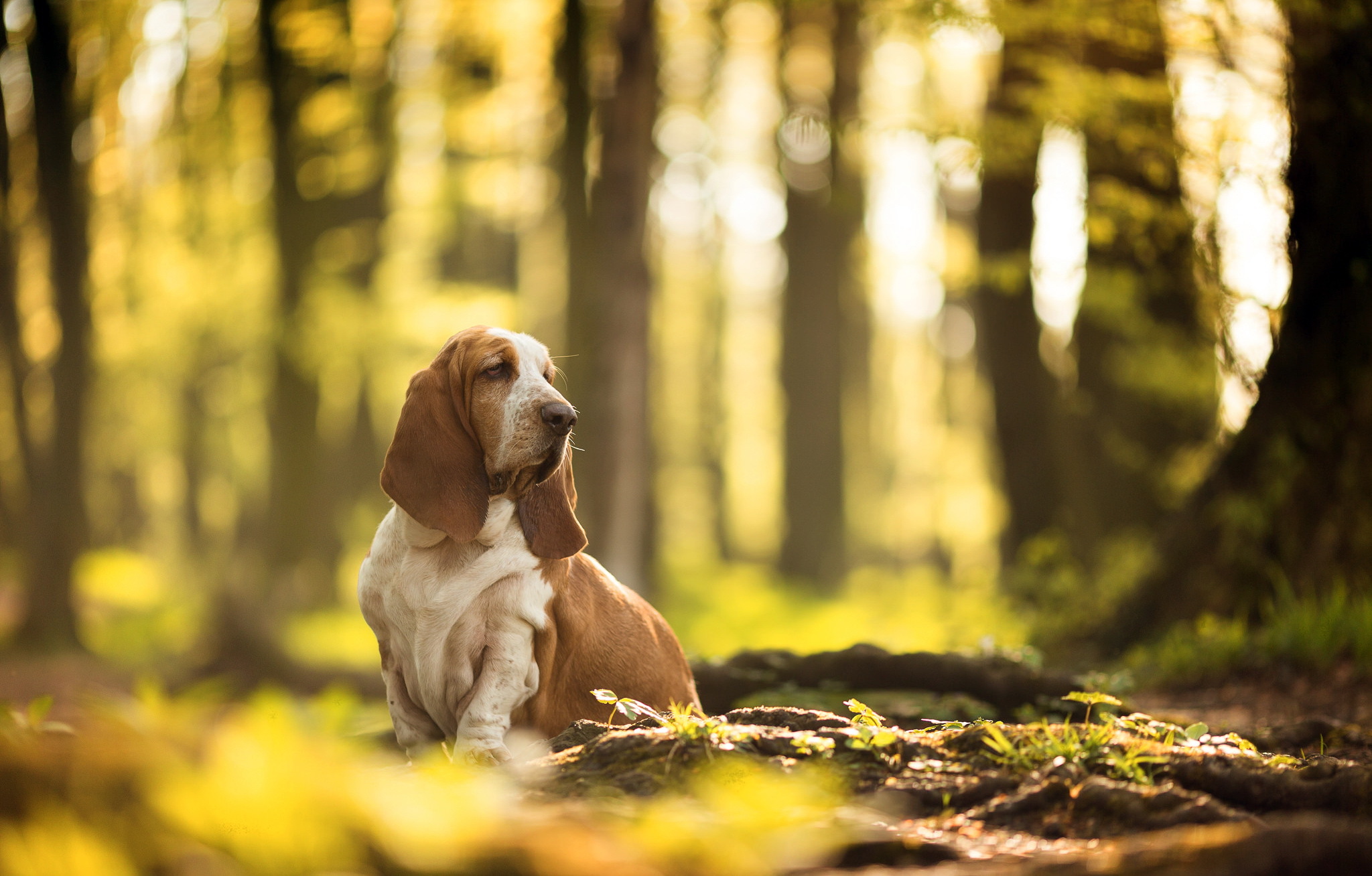 Download mobile wallpaper Nature, Dogs, Forest, Dog, Animal, Depth Of Field, Basset Hound for free.