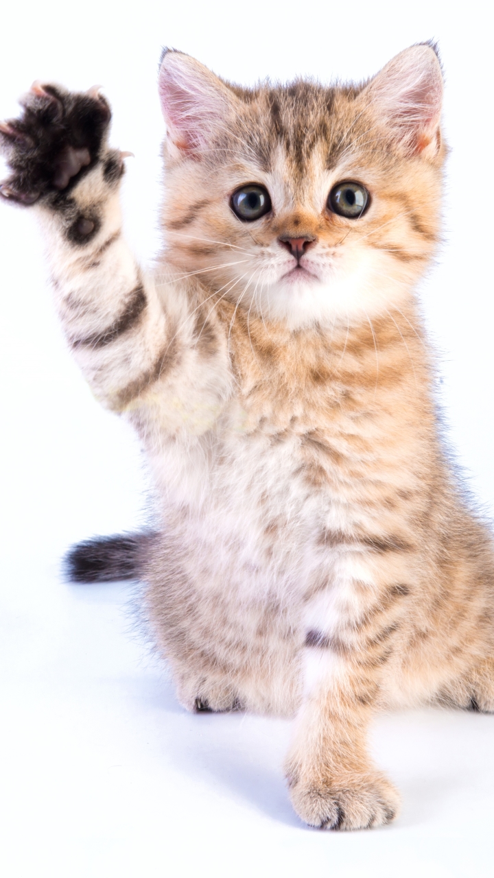 Скачати мобільні шпалери Кішка, Кошеня, Тварина, Милий, Лапа безкоштовно.