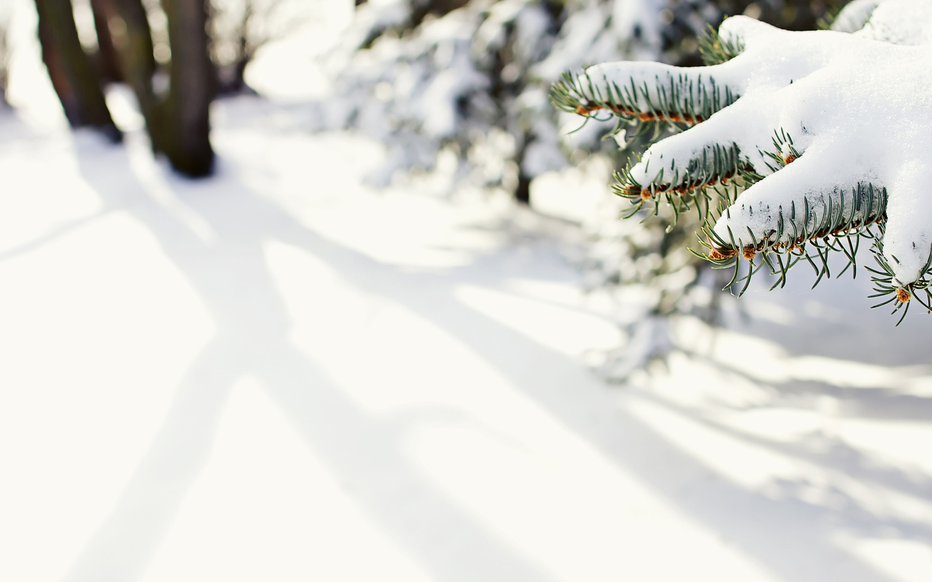 Téléchargez gratuitement l'image Hiver, Terre/nature sur le bureau de votre PC