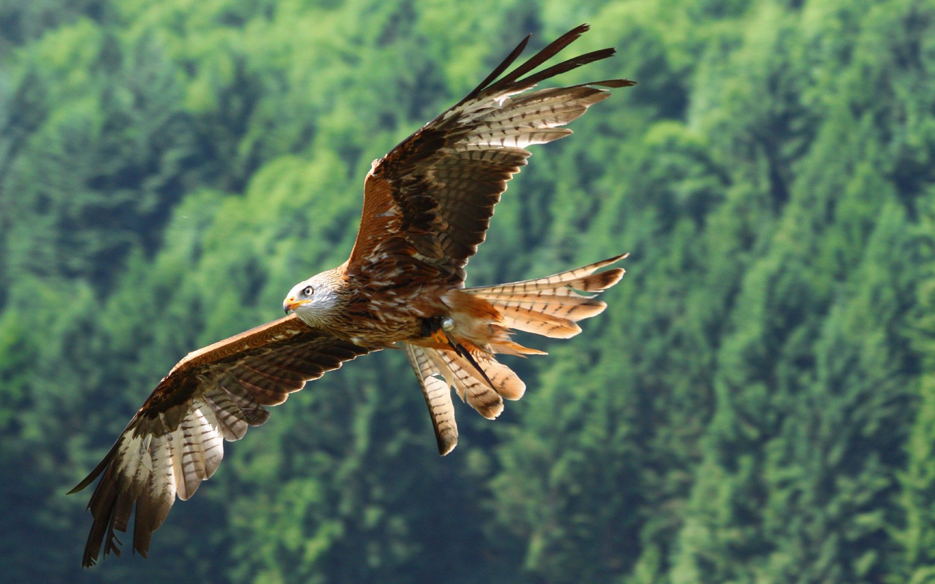 Download PC Wallpaper animals, eagle, bird, predator, flight