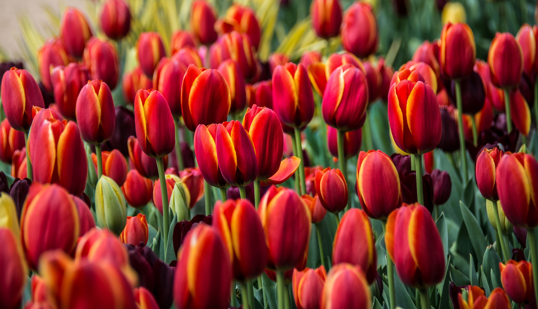 Laden Sie das Natur, Blumen, Blume, Tulpe, Rote Blume, Erde/natur-Bild kostenlos auf Ihren PC-Desktop herunter