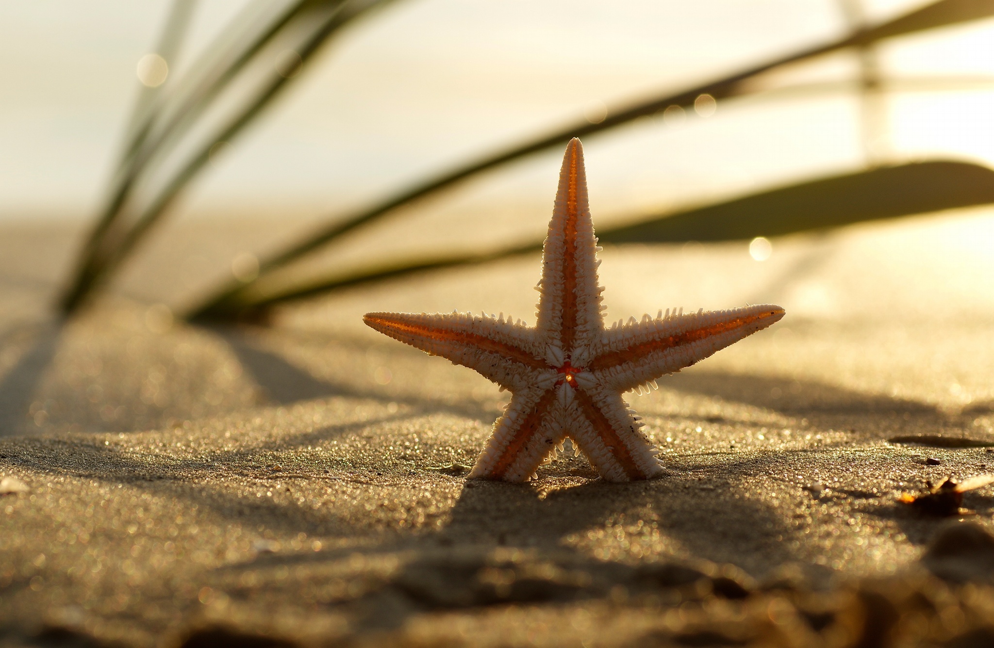 Download mobile wallpaper Sand, Summer, Starfish, Animal, Sunny for free.