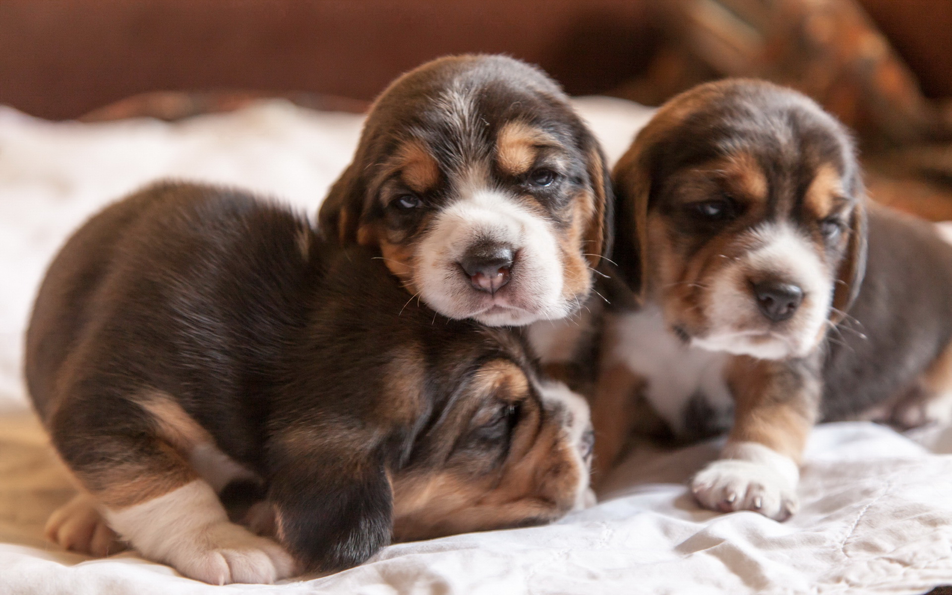 Baixar papel de parede para celular de Cães, Filhote, Animais gratuito.