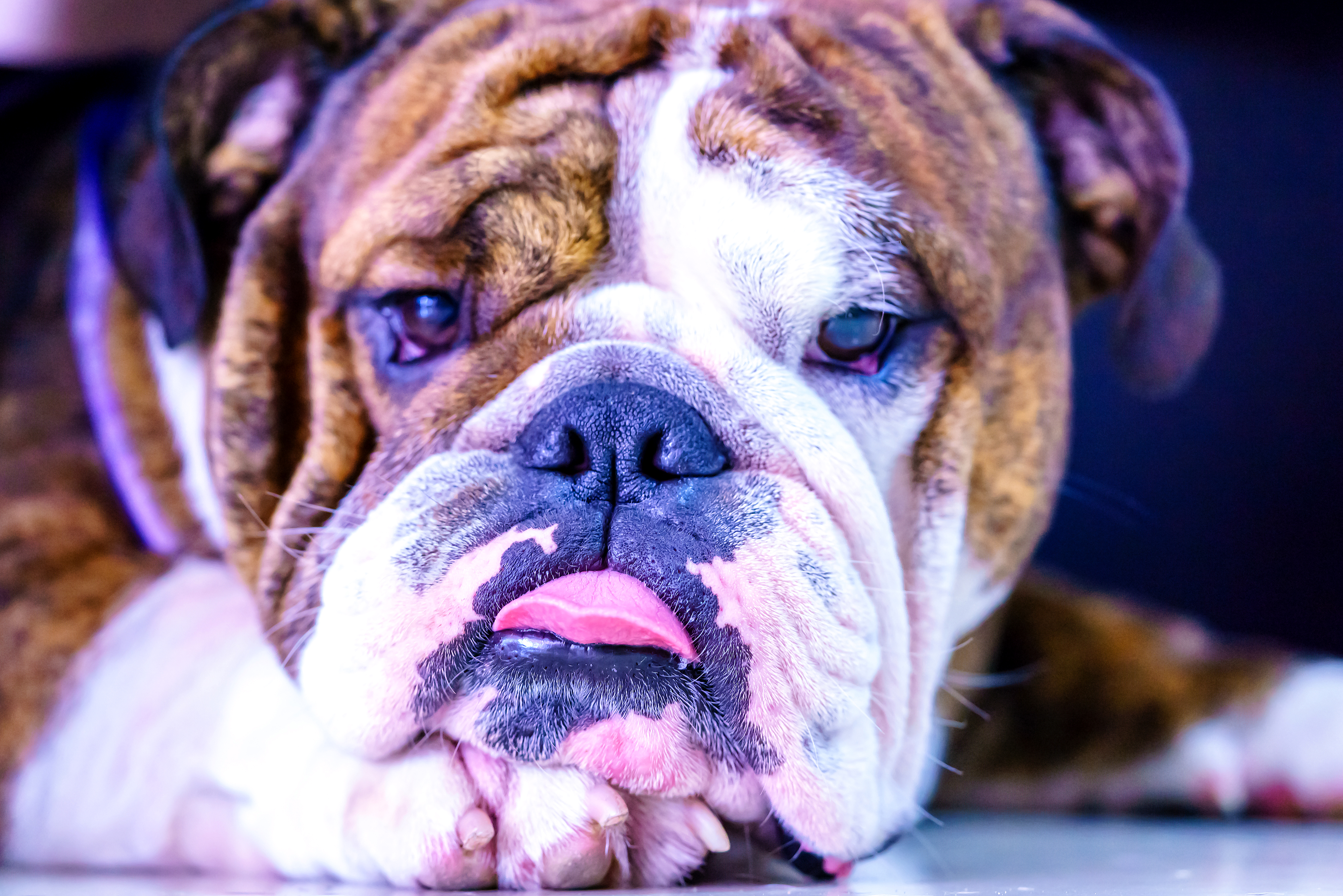 Free download wallpaper Dogs, Dog, Muzzle, Animal, Bulldog on your PC desktop