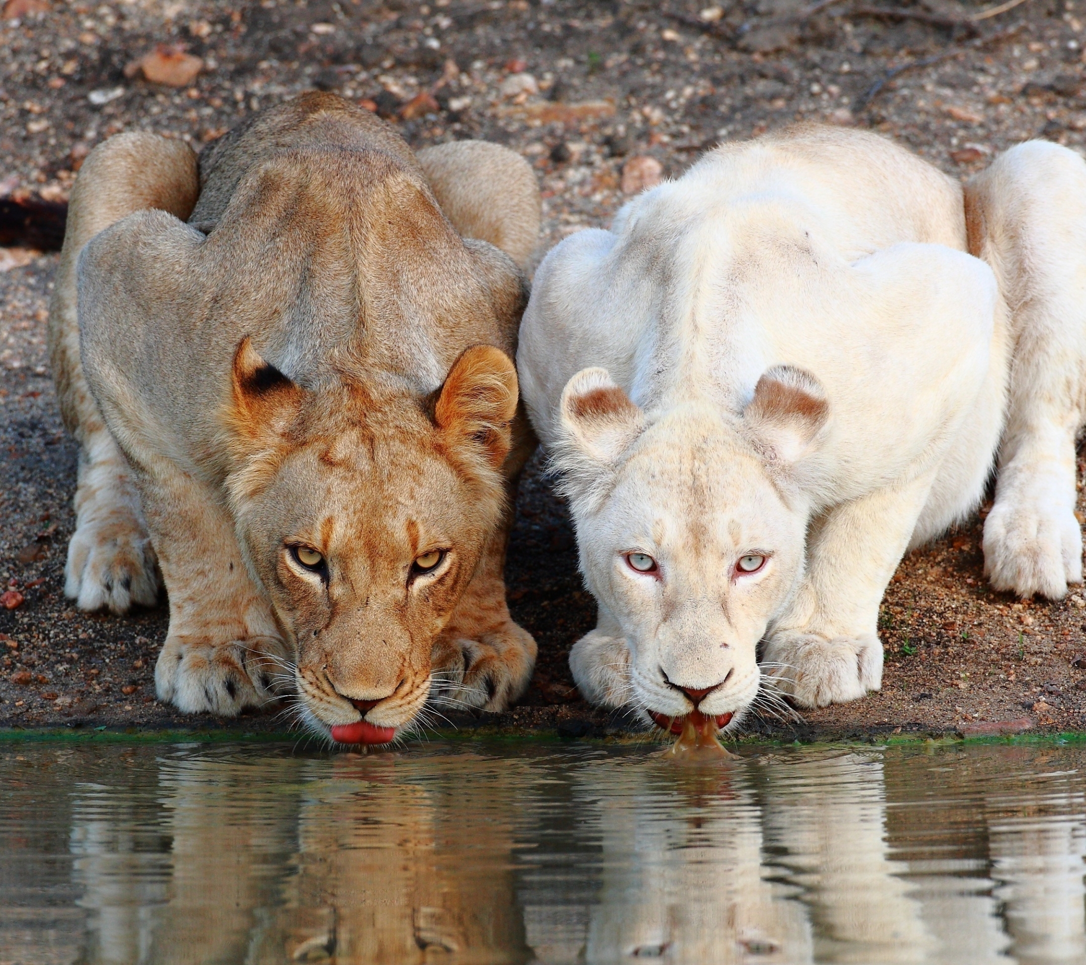 Téléchargez gratuitement l'image Animaux, Chats, Lion sur le bureau de votre PC