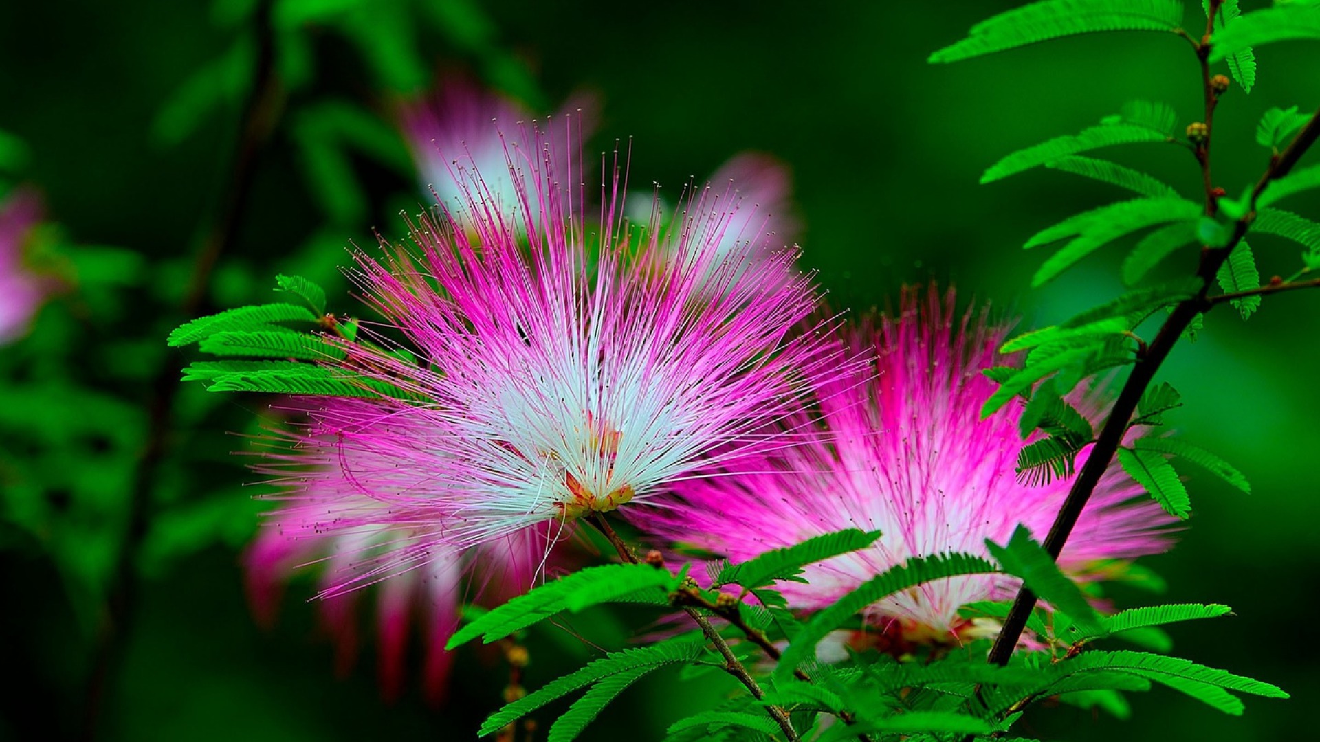 Baixar papel de parede para celular de Flores, Flor, Terra/natureza gratuito.