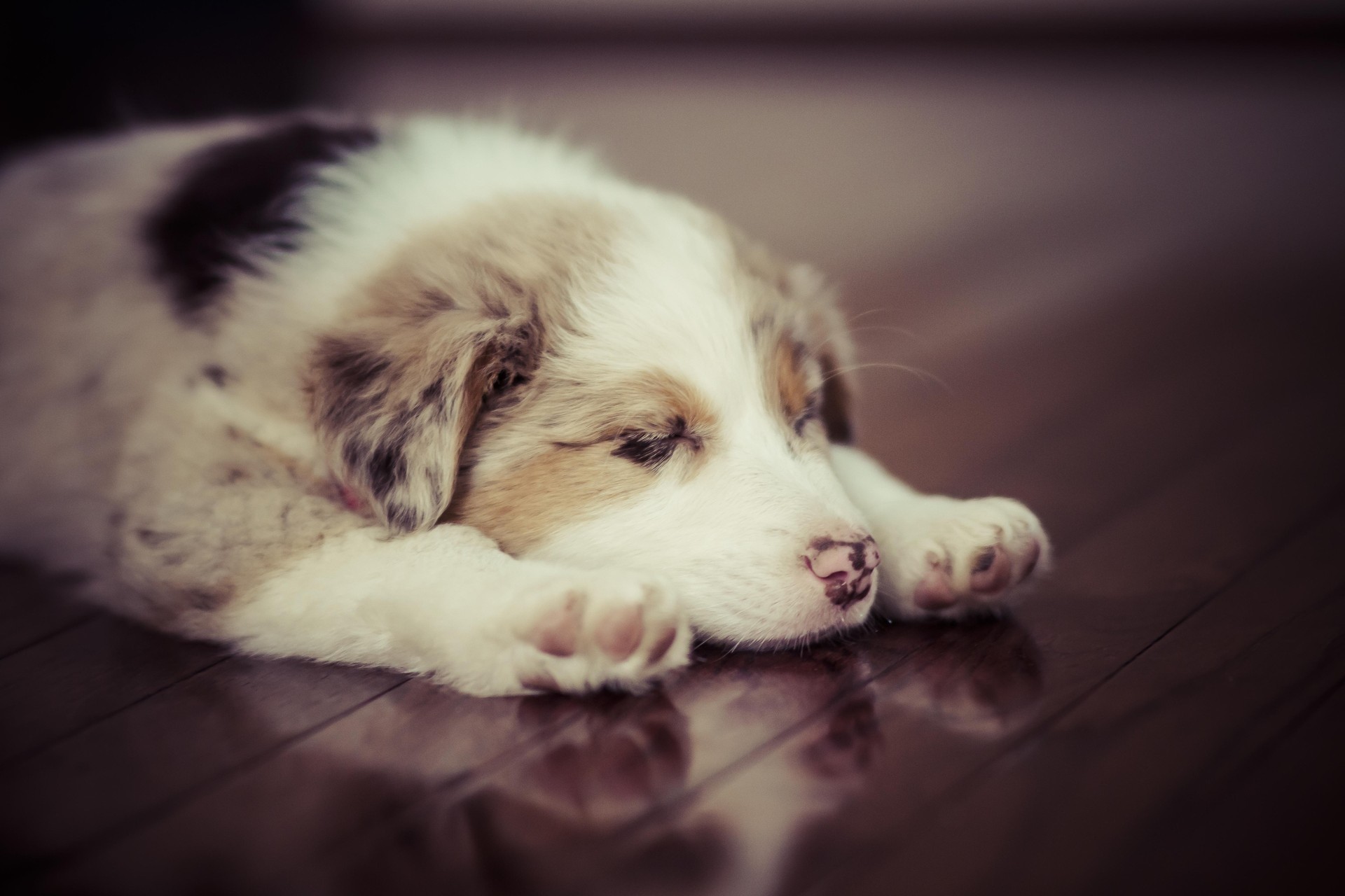 PC Wallpapers animals, dog, spotted, spotty, puppy, sleep, dream