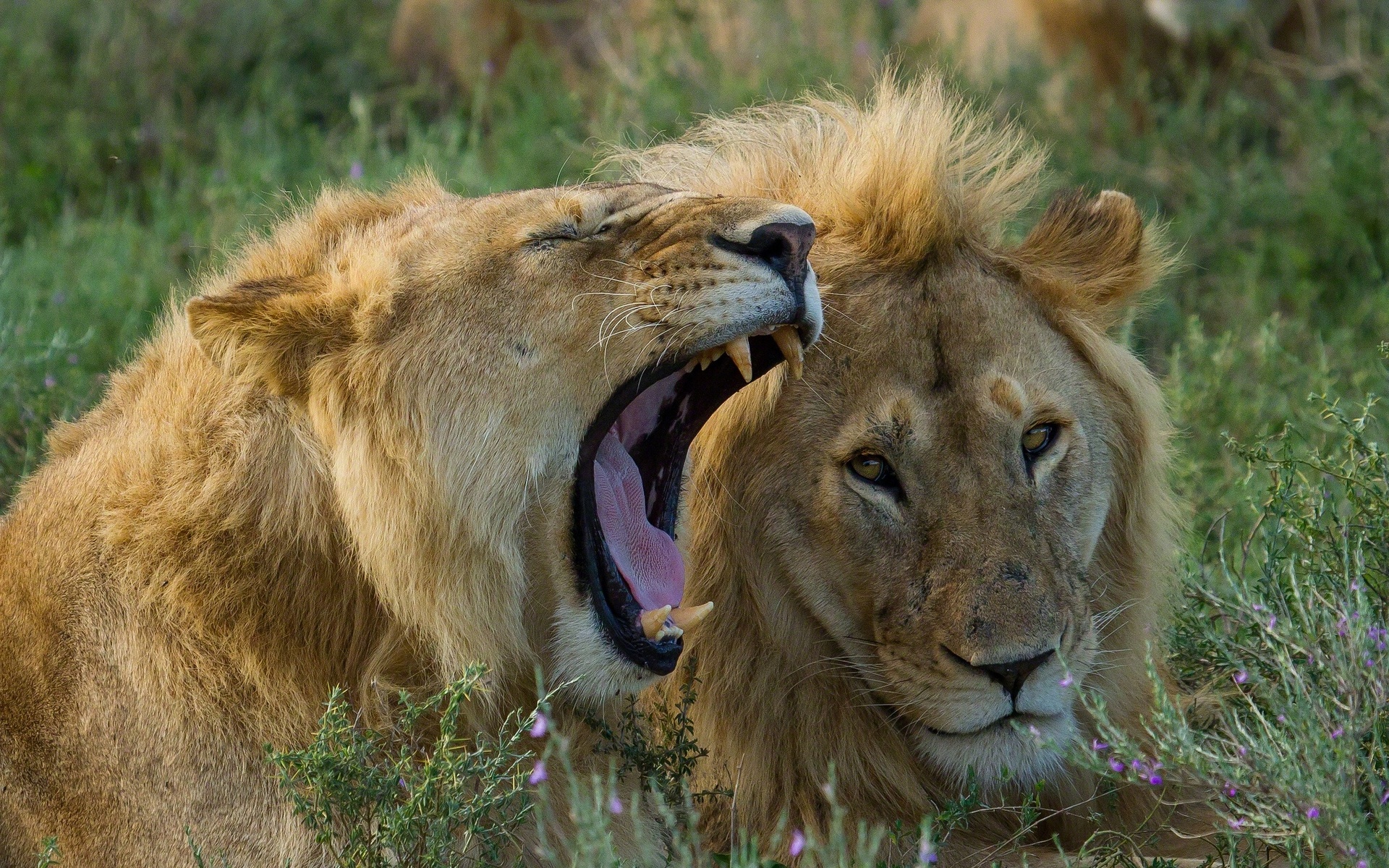 Laden Sie das Tiere, Katzen, Löwe-Bild kostenlos auf Ihren PC-Desktop herunter