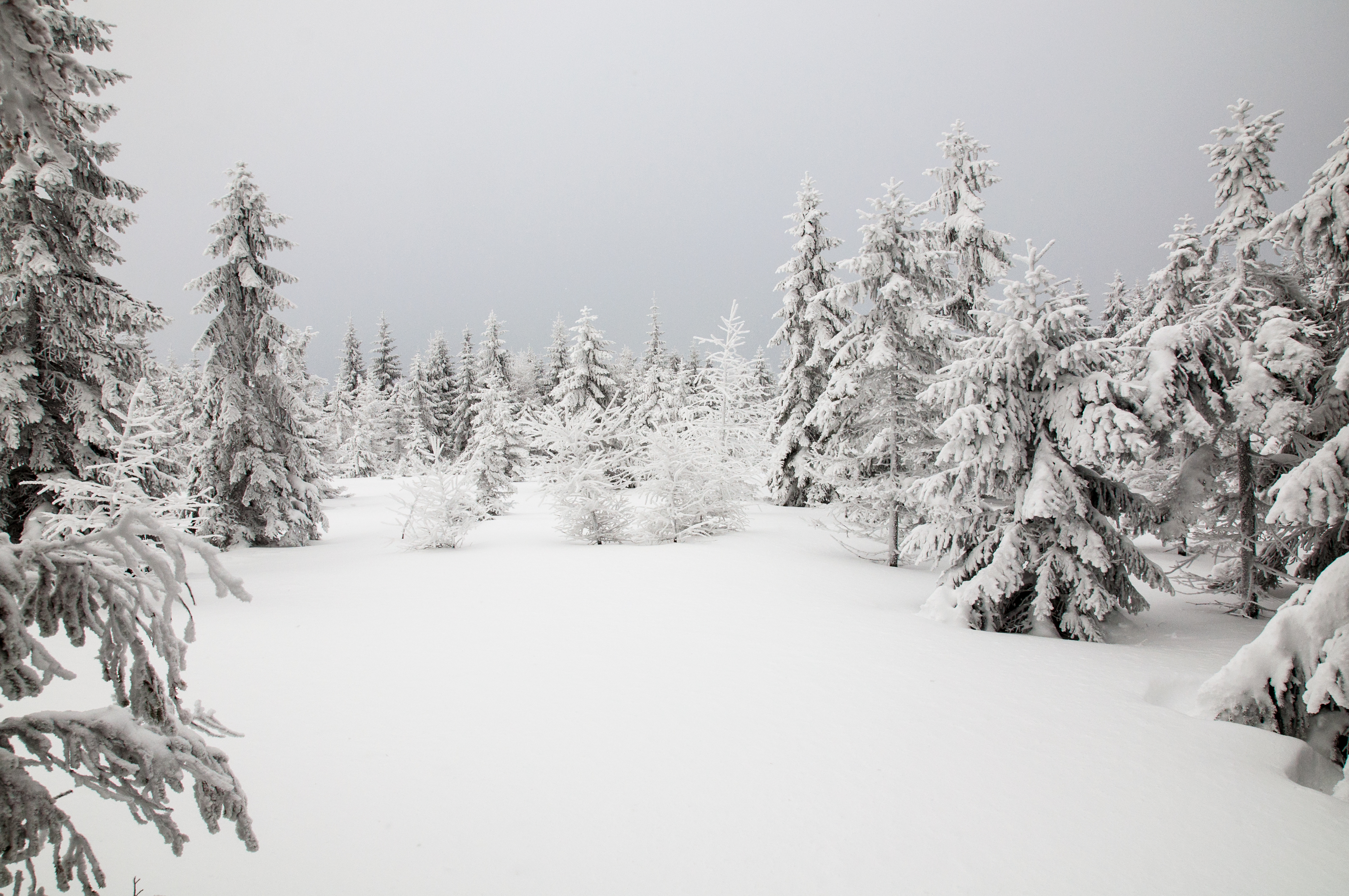 Free download wallpaper Winter, Nature, Snow, Fir Trees, Trees on your PC desktop