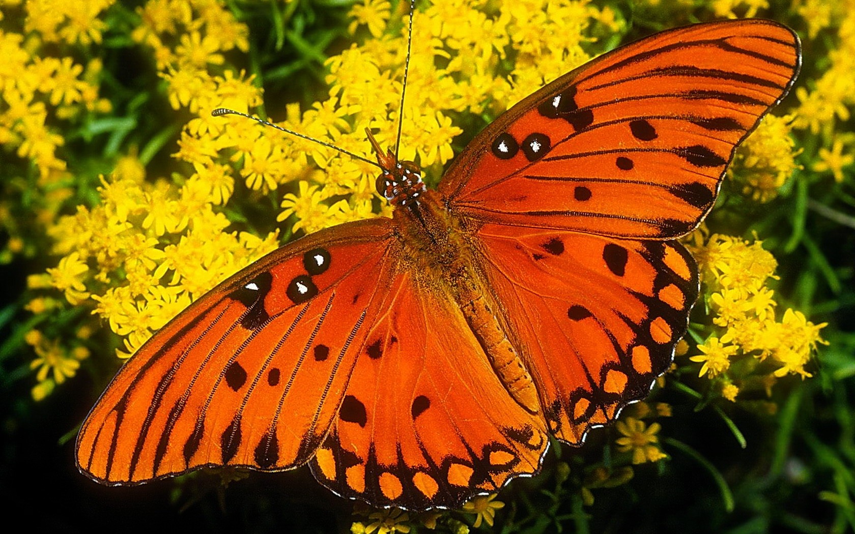 Laden Sie das Tiere, Schmetterlinge, Blume, Orange Farbe)-Bild kostenlos auf Ihren PC-Desktop herunter