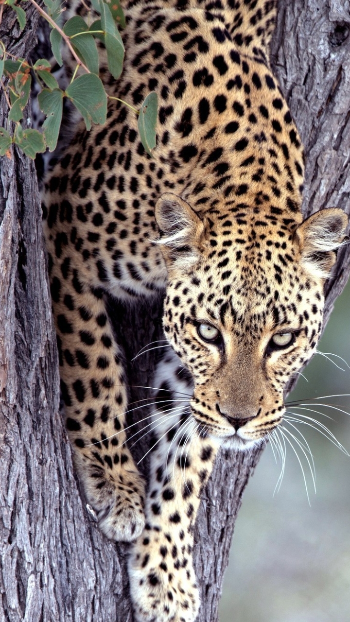 Скачать картинку Животные, Леопард, Кошки в телефон бесплатно.