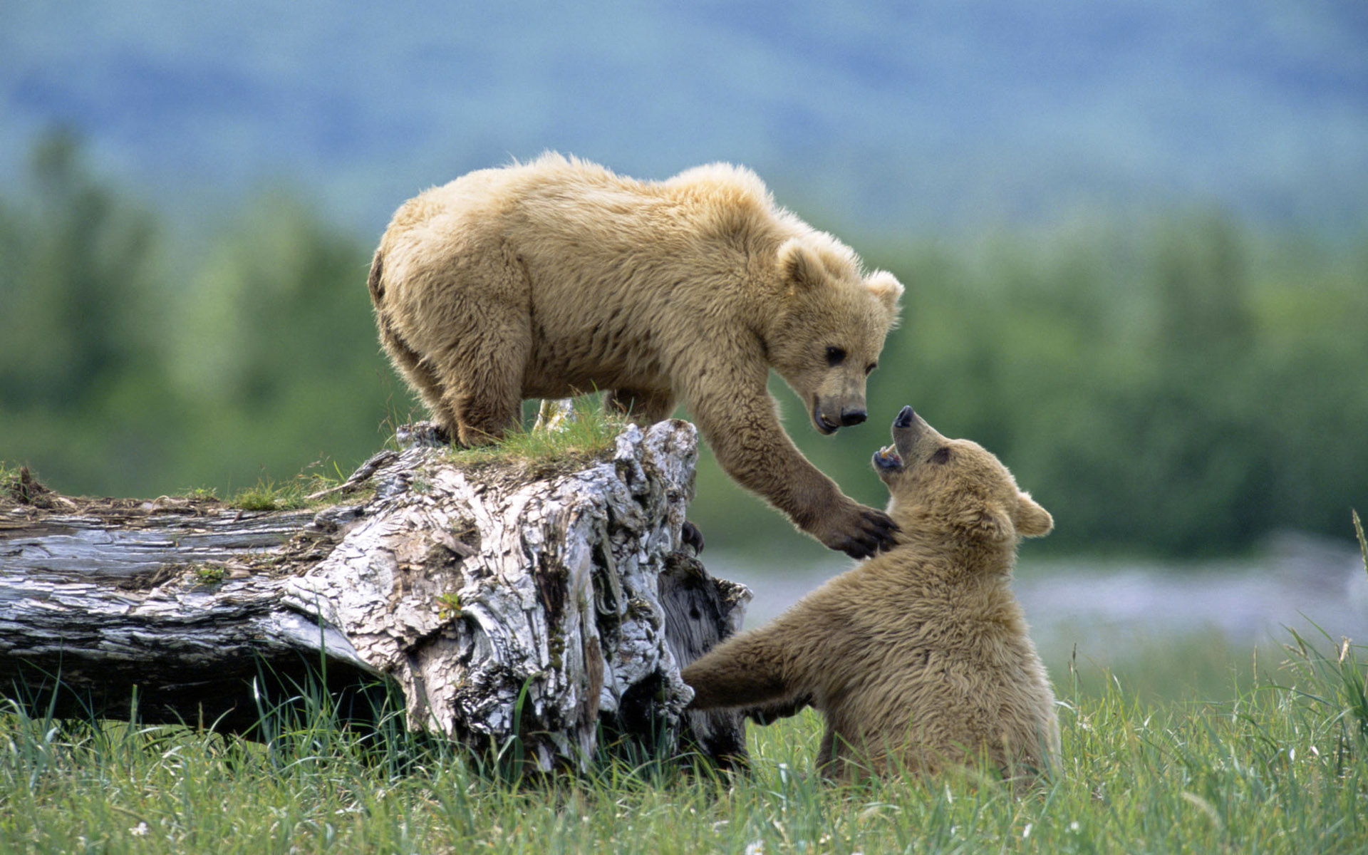 animal, grizzly bear, cub, bears