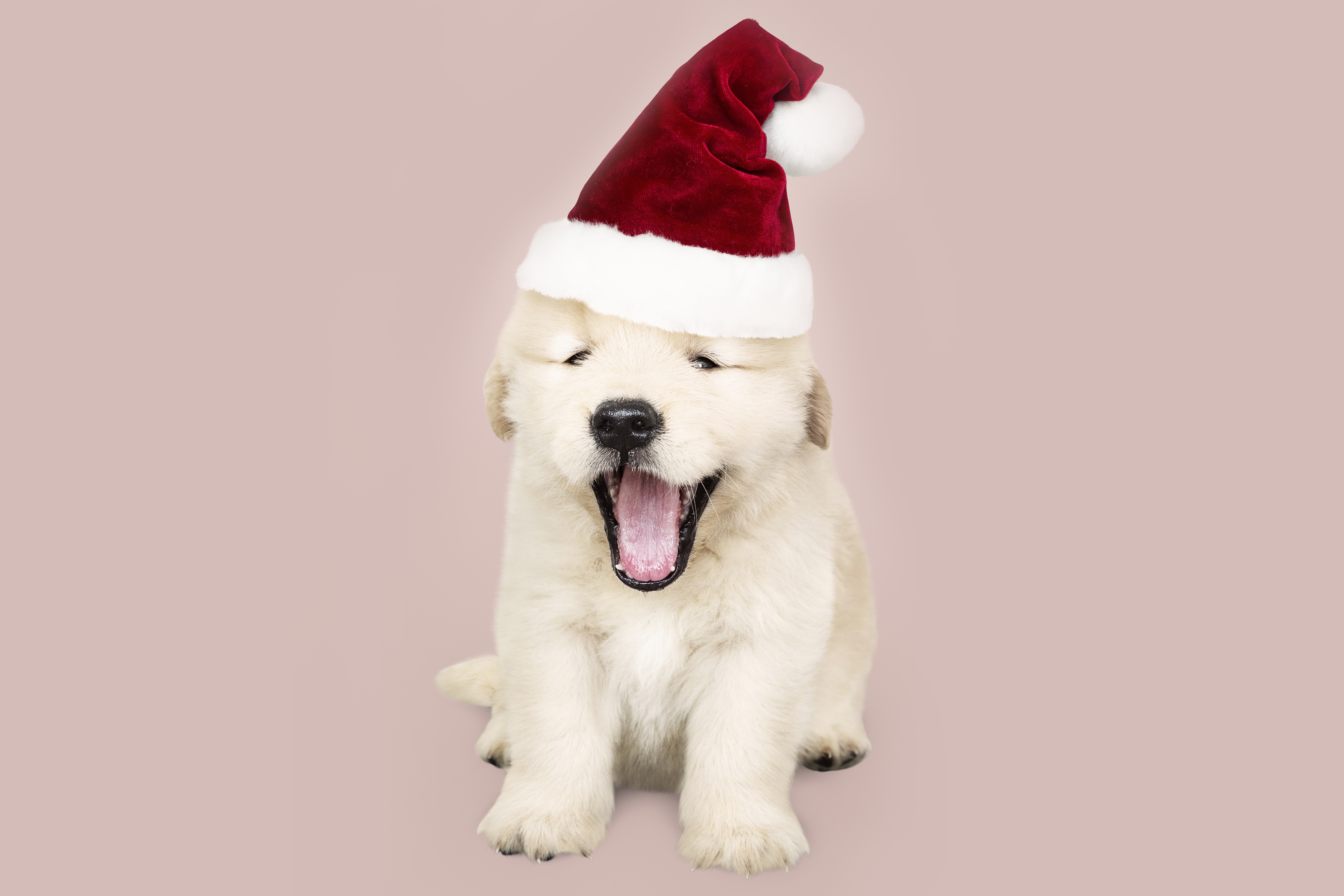 Laden Sie das Tiere, Hunde, Hund, Welpen, Labrador Retriever, Tierbaby, Weihnachtsmütze-Bild kostenlos auf Ihren PC-Desktop herunter