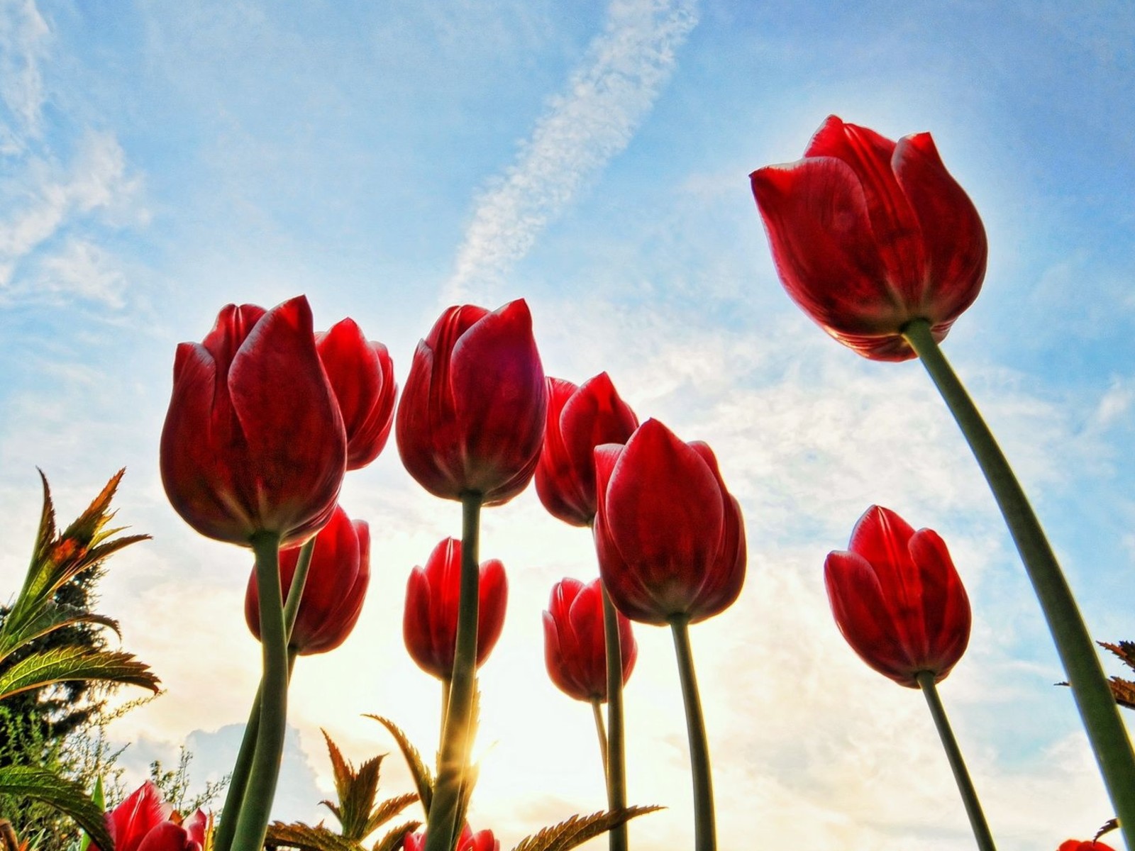 Скачати мобільні шпалери Квітка, Земля, Тюльпан, Червона Квітка, Впритул, Флауерзи безкоштовно.