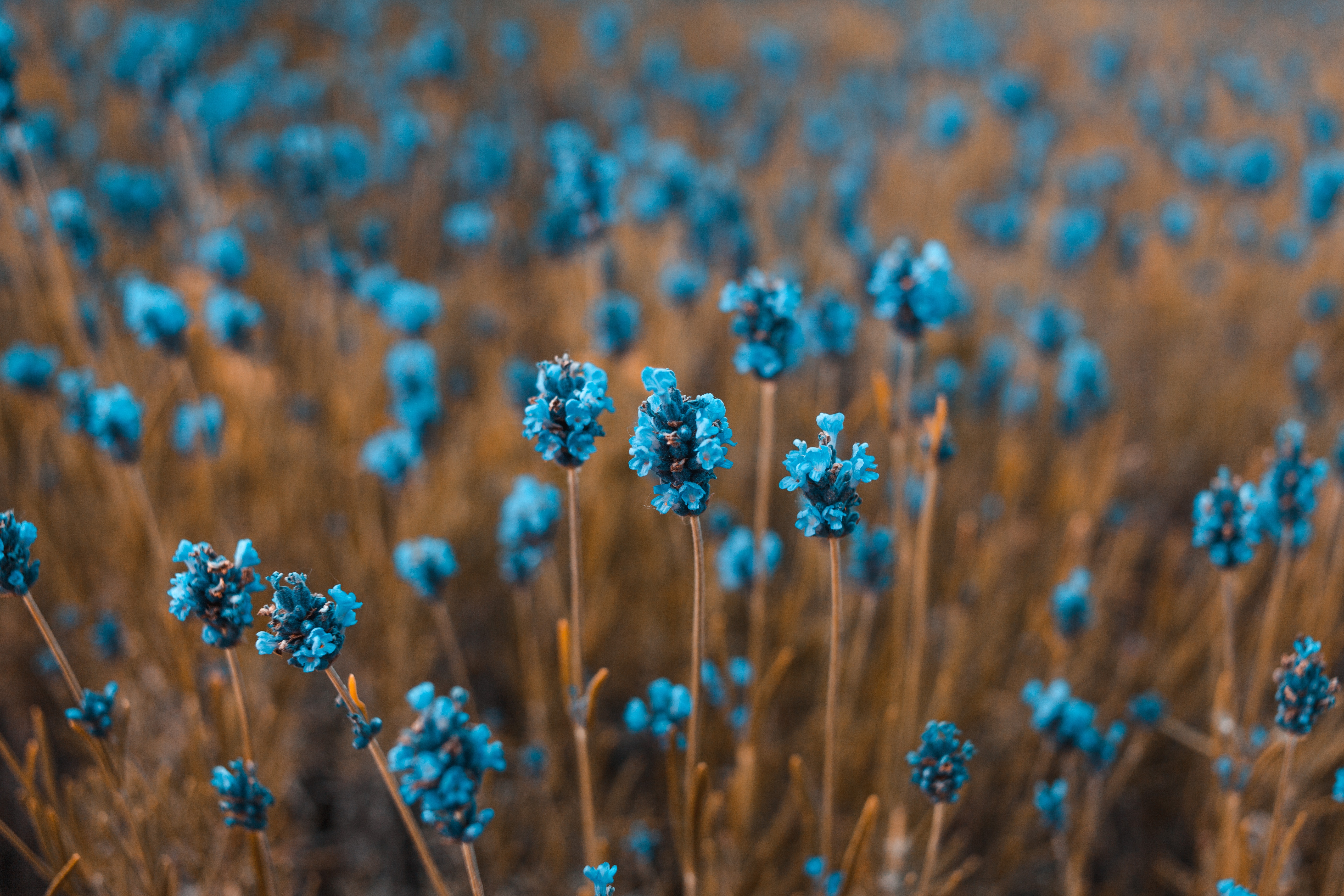 Download mobile wallpaper Smooth, Blur, Field, Flowers for free.