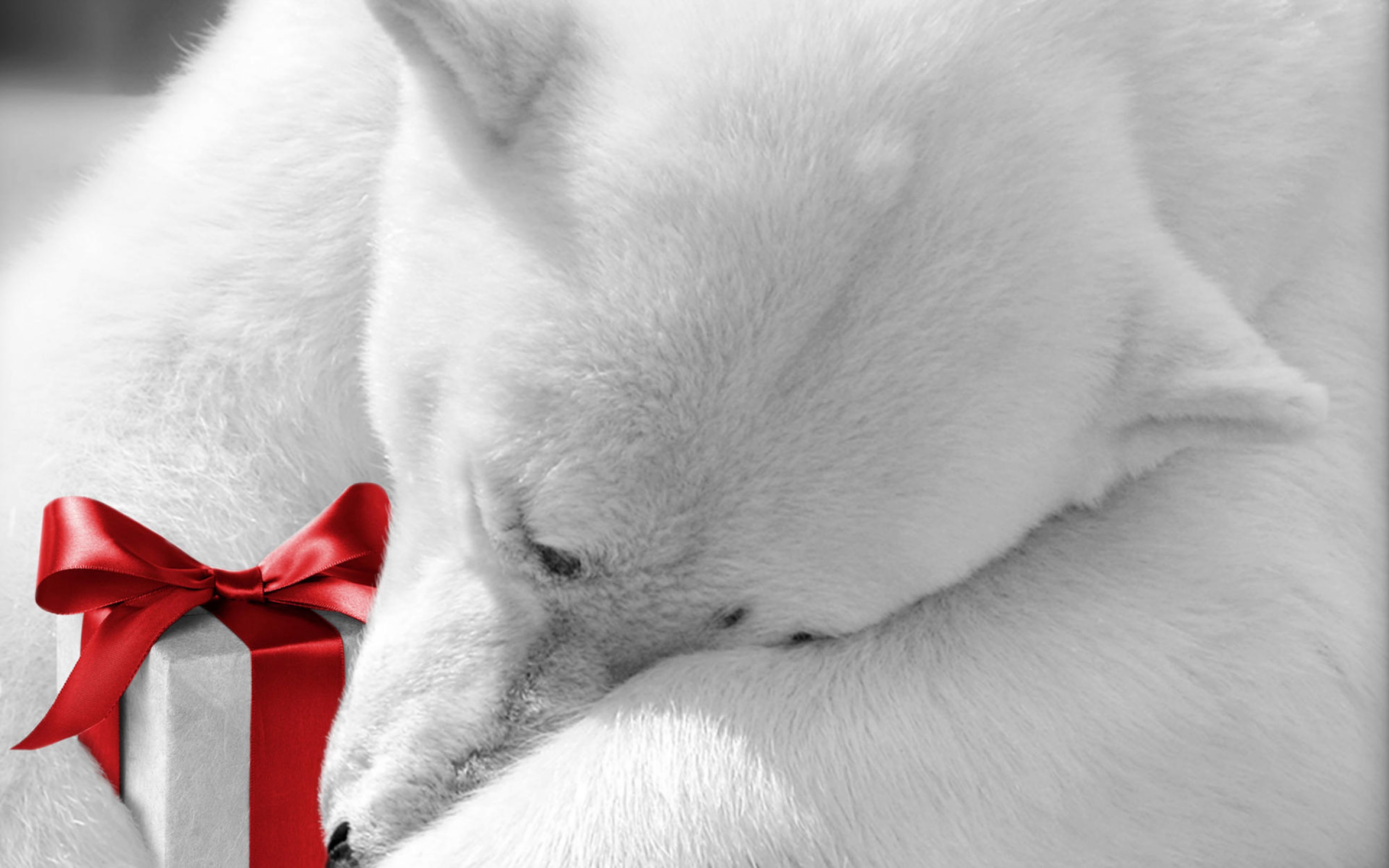 Download mobile wallpaper Bears, Polar Bear, Gift, Animal for free.