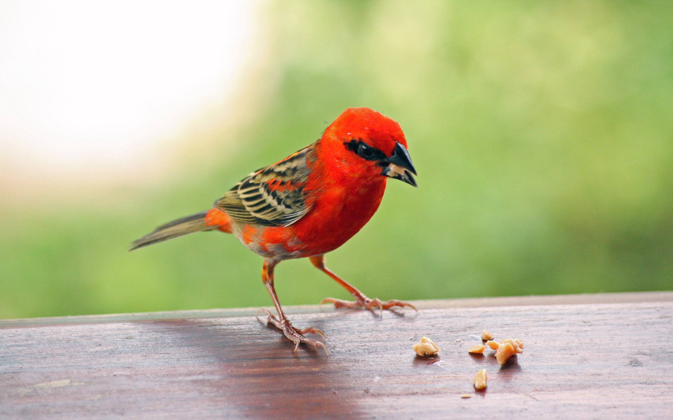 Laden Sie das Tiere, Vögel, Vogel-Bild kostenlos auf Ihren PC-Desktop herunter